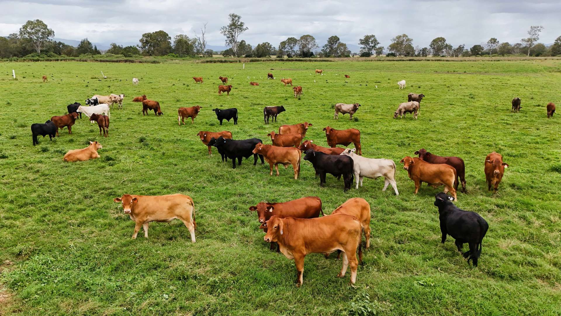 288 Round Mountain Road, Laravale For Sale by Farmbuy.com - image 3