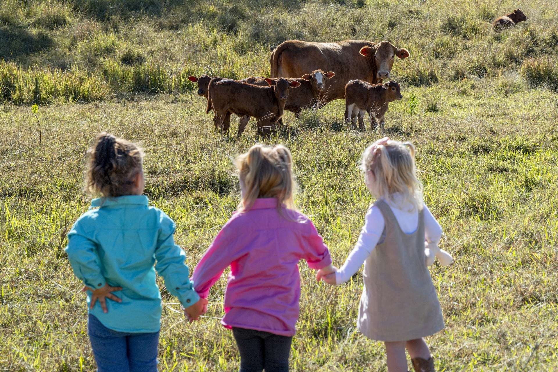 2584E Rosewood-Warrill View Road, Coleyville For Sale by Farmbuy.com - image 9