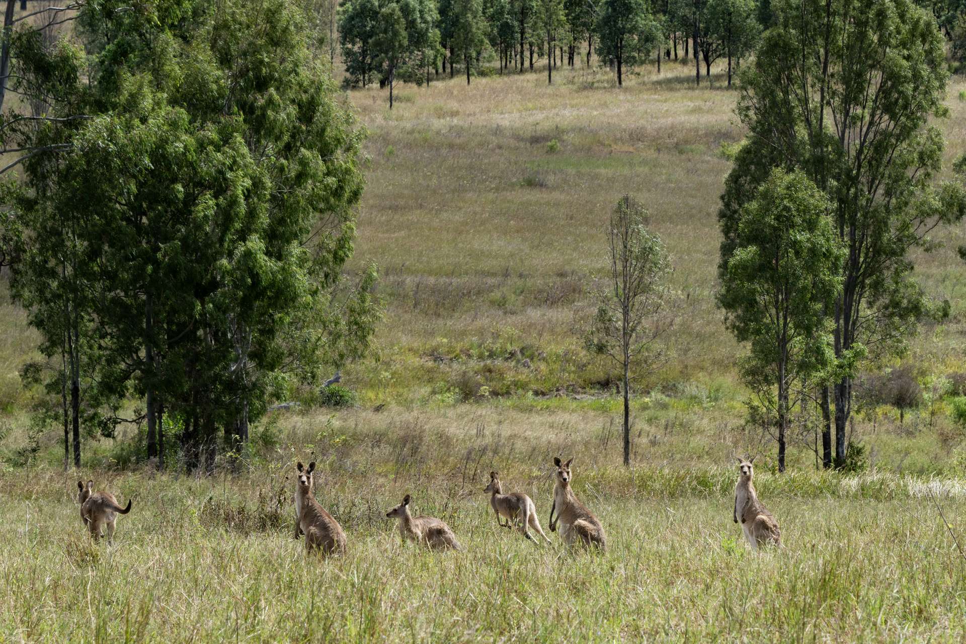 2584 Rosewood-Warrill View Road, Coleyville For Sale by Farmbuy.com - image 28