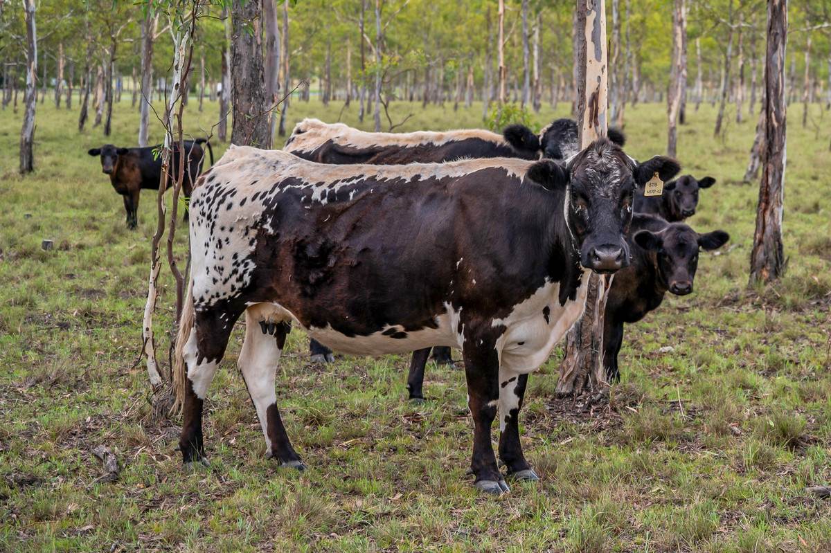 1115 Warwick Yangan Road, Swan Creek For Sale by Farmbuy.com - image 33