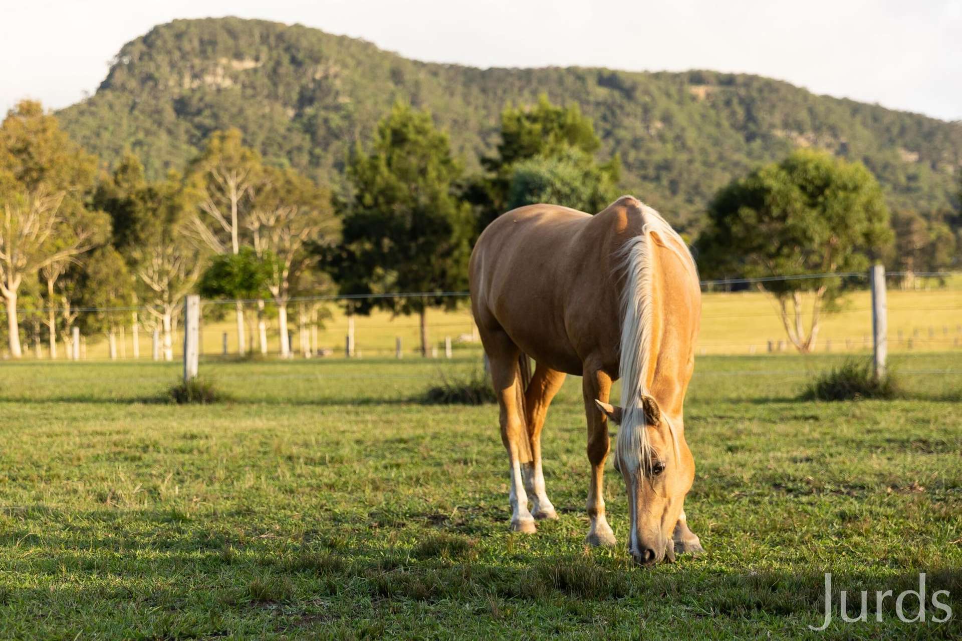 256 Mill Lane, Quorrobolong For Sale by Farmbuy.com - image 35
