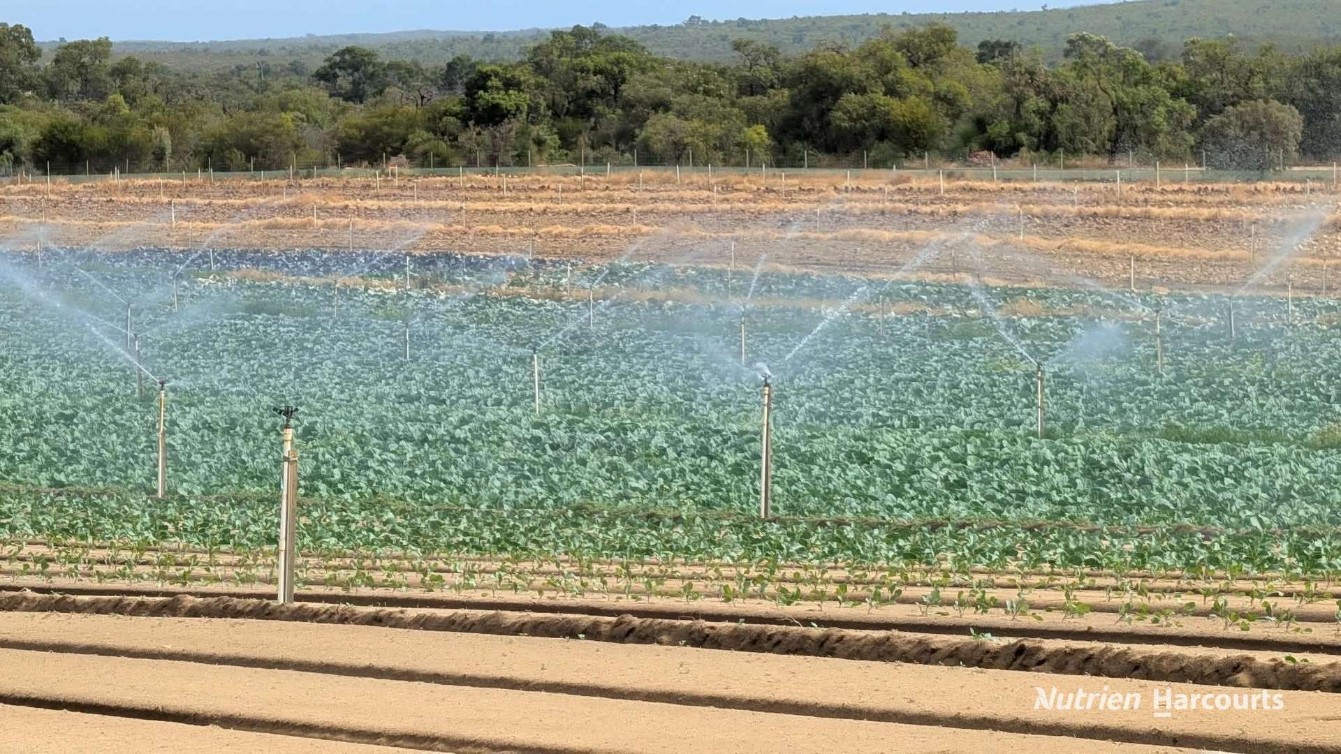 Lot 74 Croot Place, Woodridge For Sale by Farmbuy.com - image 7