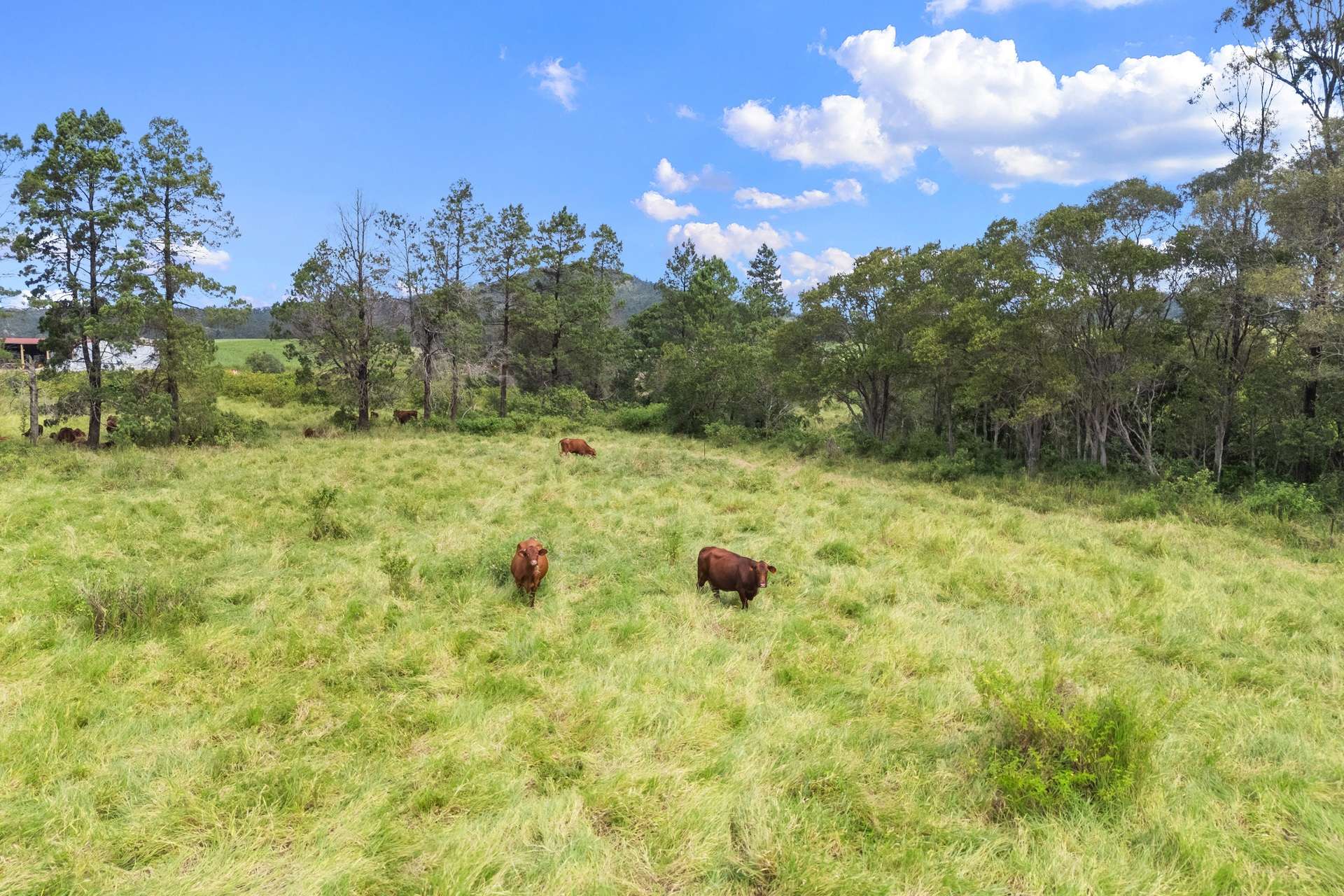 18 Chapmans Road East, Bauple For Sale by Farmbuy.com - image 22