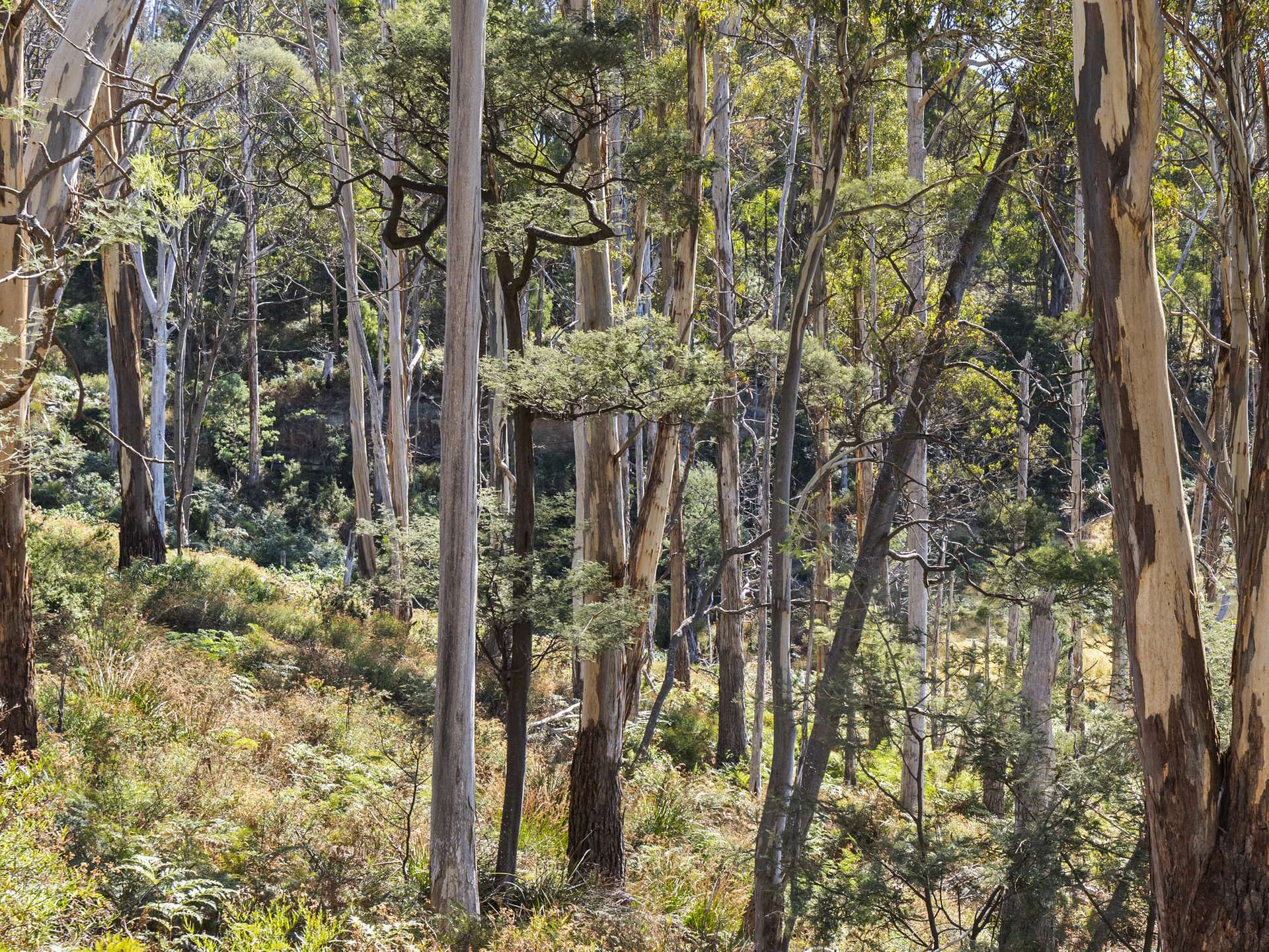 729 Nubeena Road And 44 Coppings Road, Premaydena For Sale by Farmbuy.com - image 9