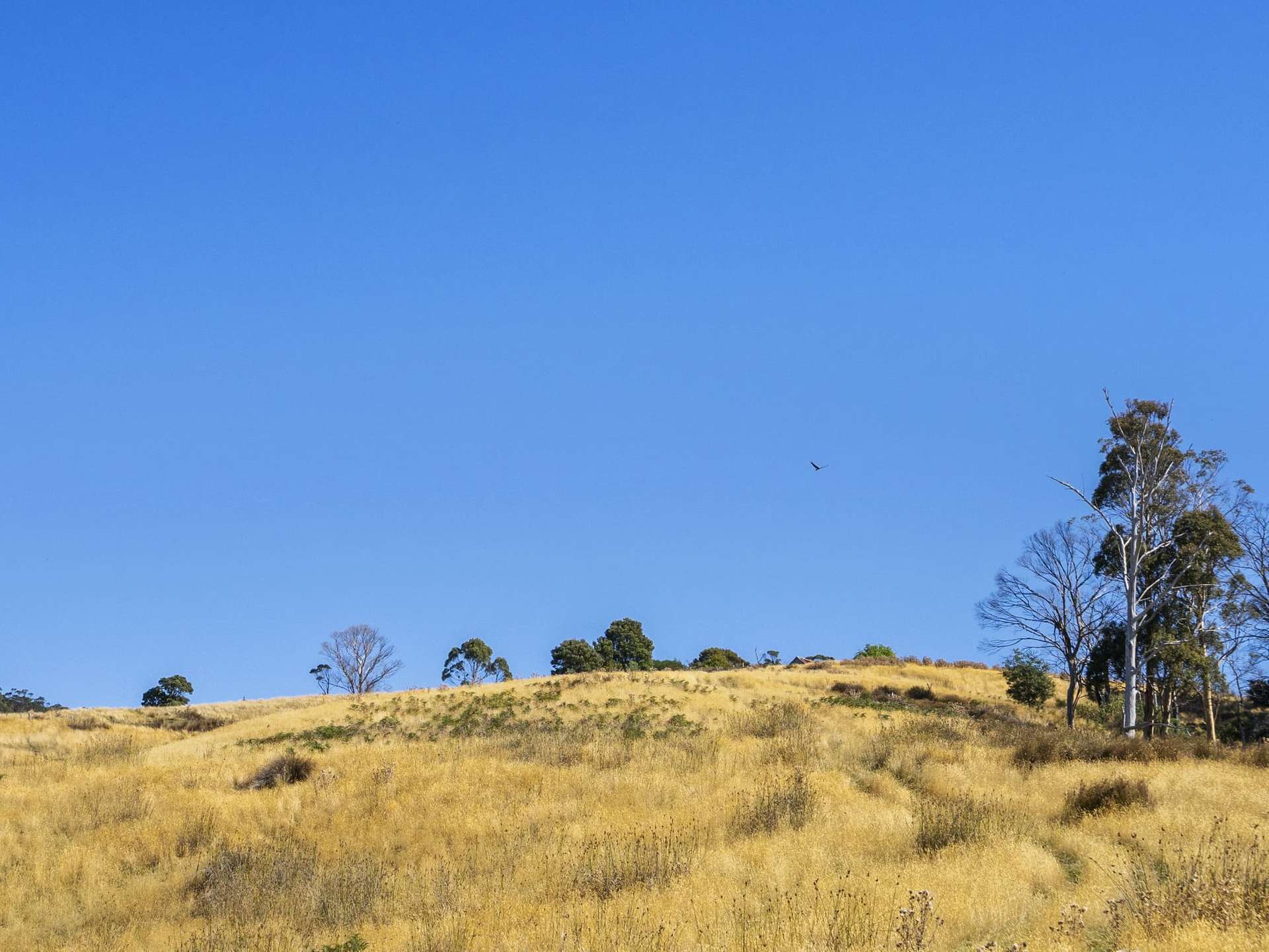 729 Nubeena Road And 44 Coppings Road, Premaydena For Sale by Farmbuy.com - image 7