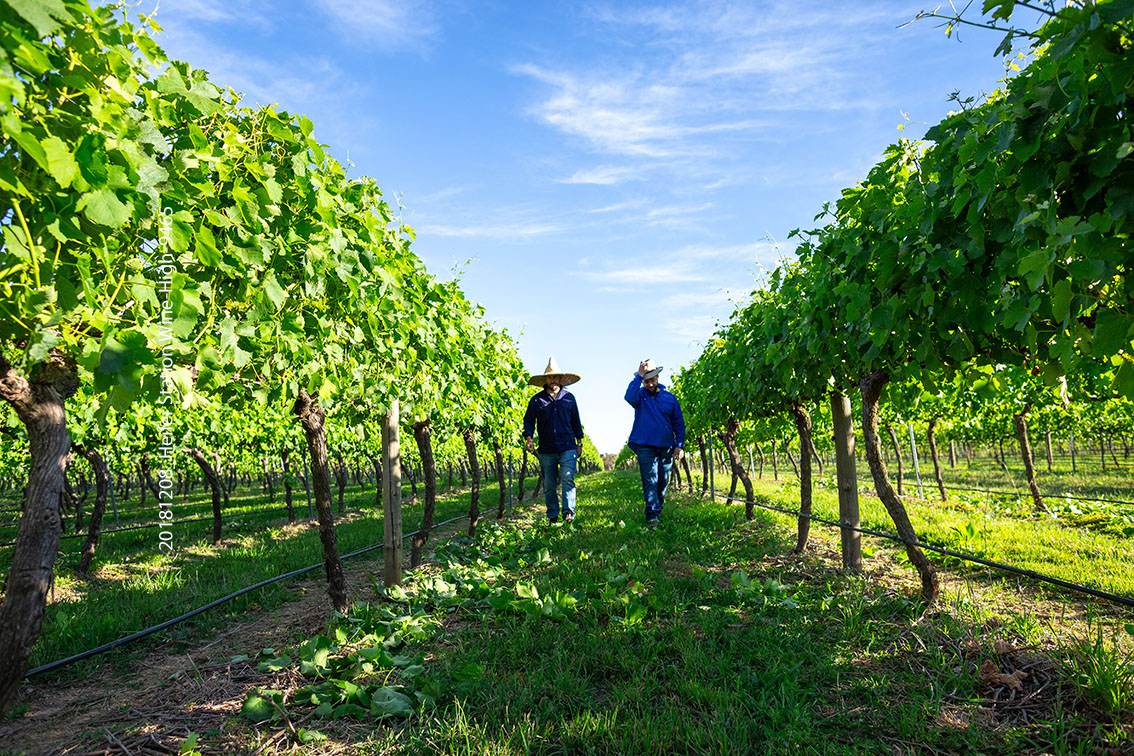 1034 The Escort Way, Orange Auction by Farmbuy.com - image 14