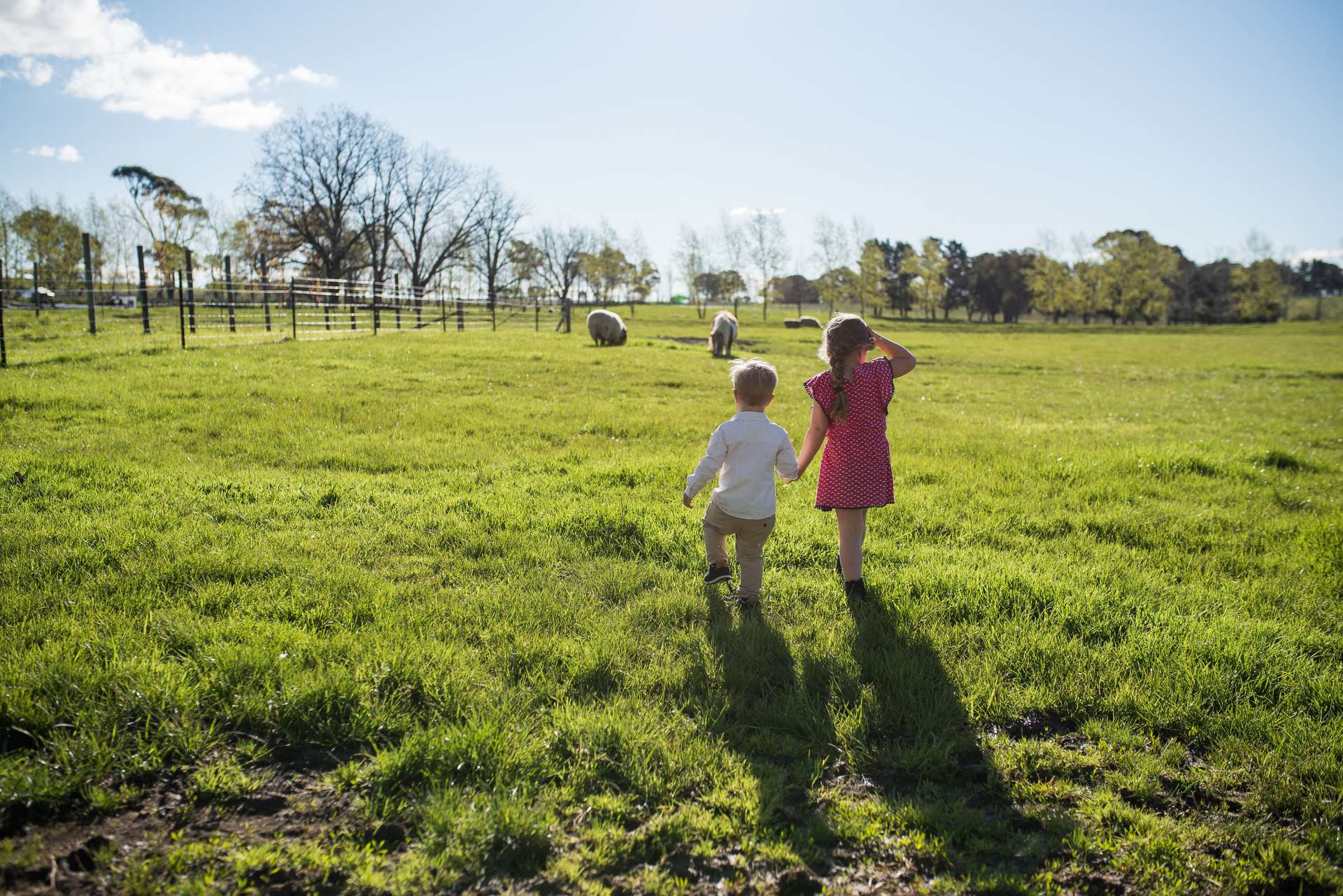 1034 The Escort Way, Orange Auction by Farmbuy.com - image 25