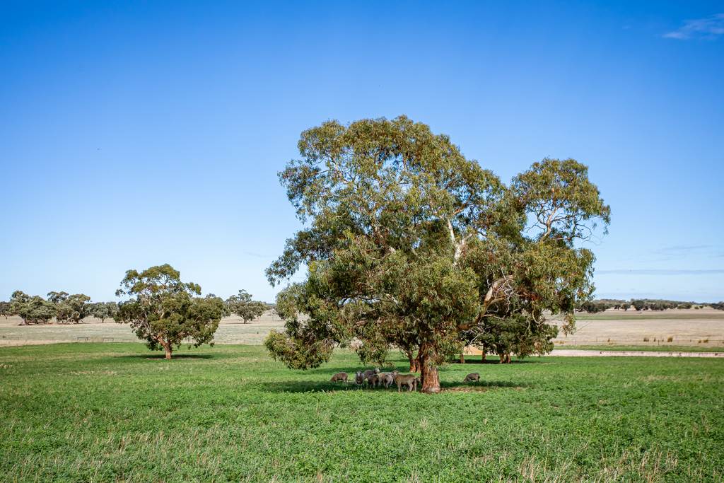 1089 Pedericks Road, Lochaber SA 5271