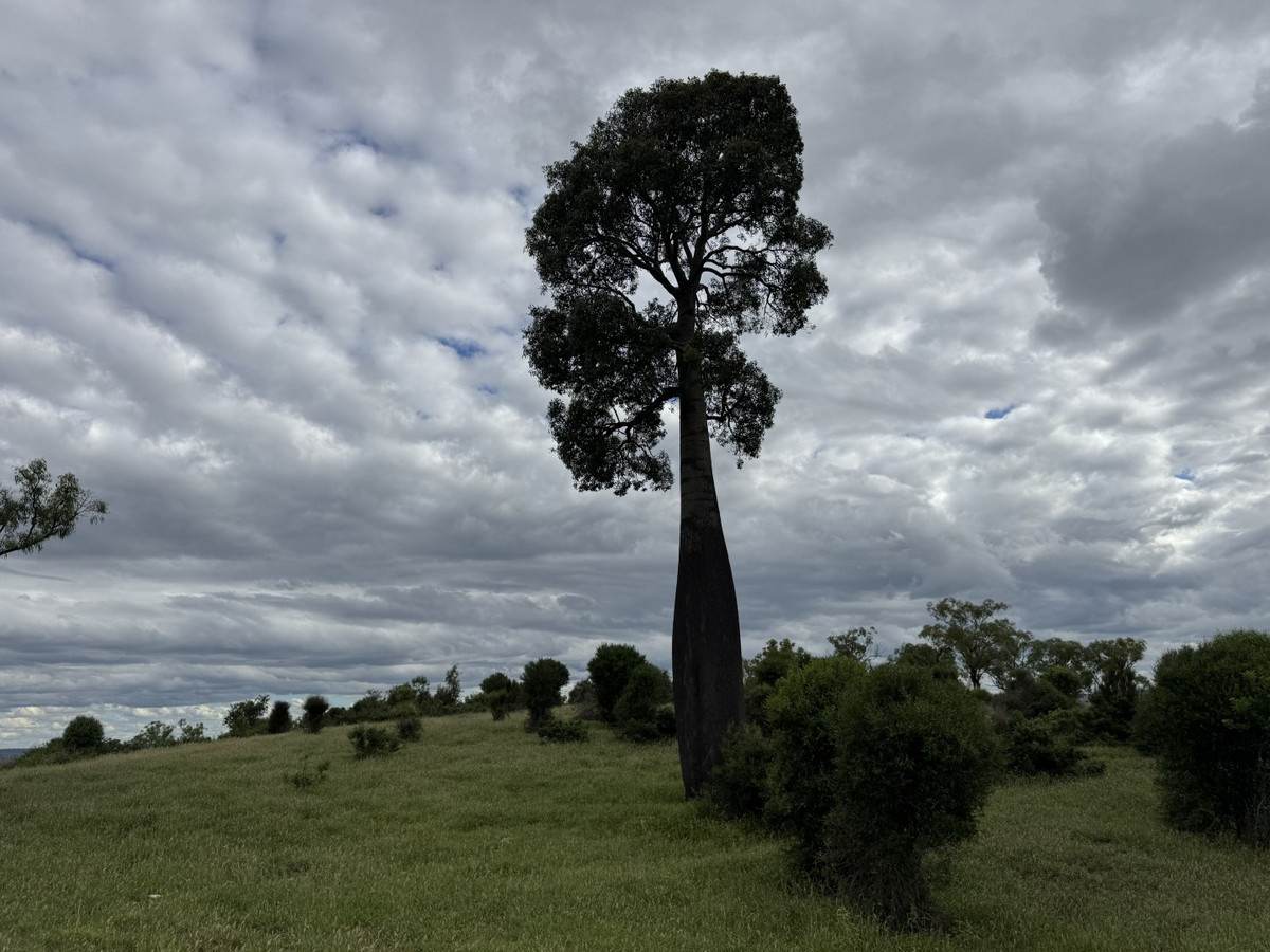 "Mustons" Frawleys Road, Thangool For Sale by Farmbuy.com - image 22