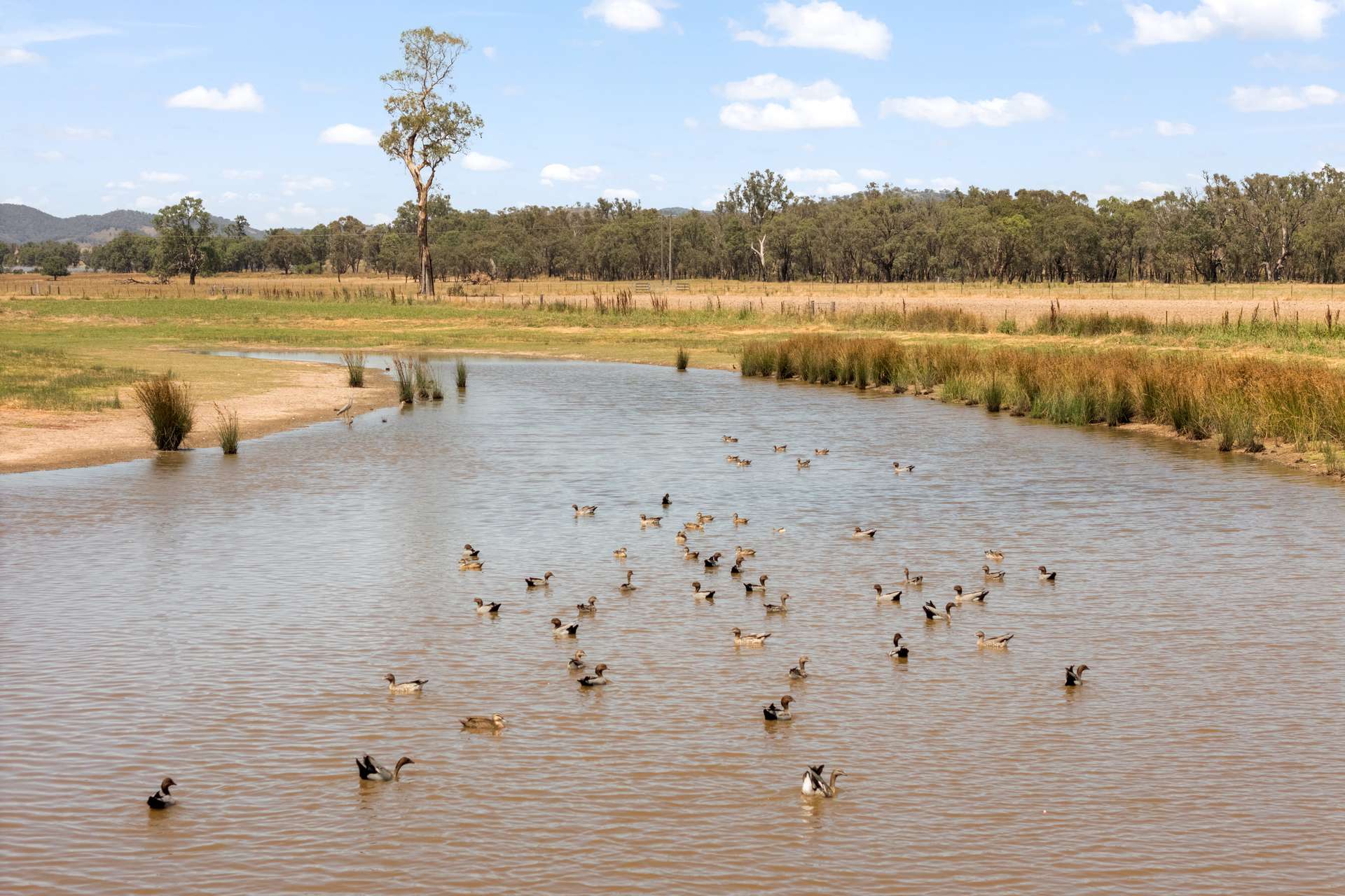35 Beryl Road, Gulgong For Sale by Farmbuy.com - image 12