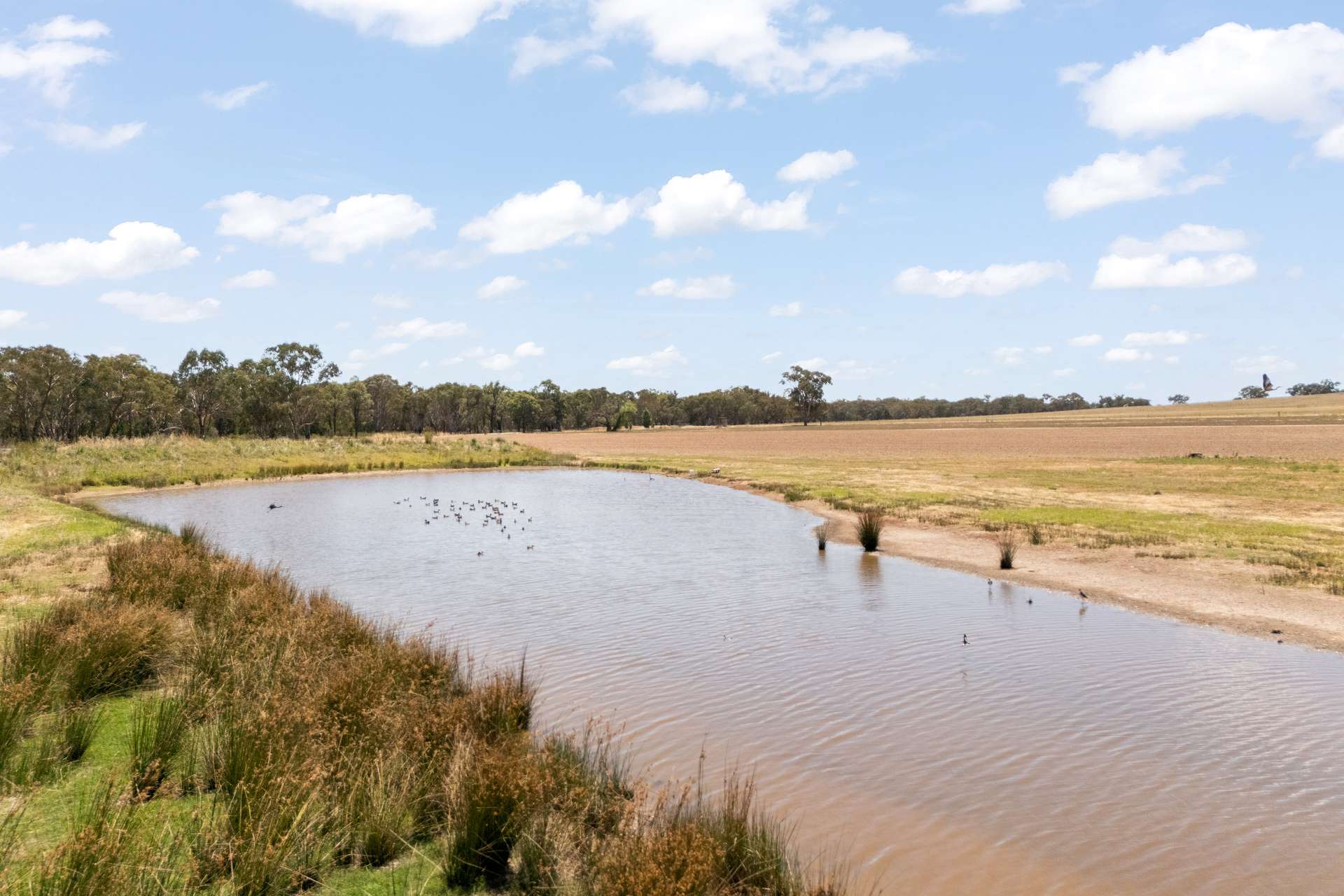 35 Beryl Road, Gulgong For Sale by Farmbuy.com - image 10
