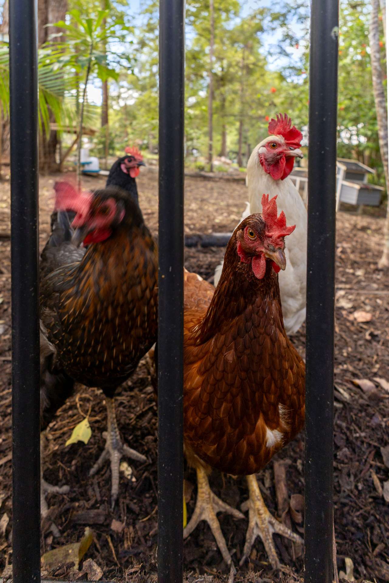 4 Sapling Court, Pomona For Sale by Farmbuy.com - image 29