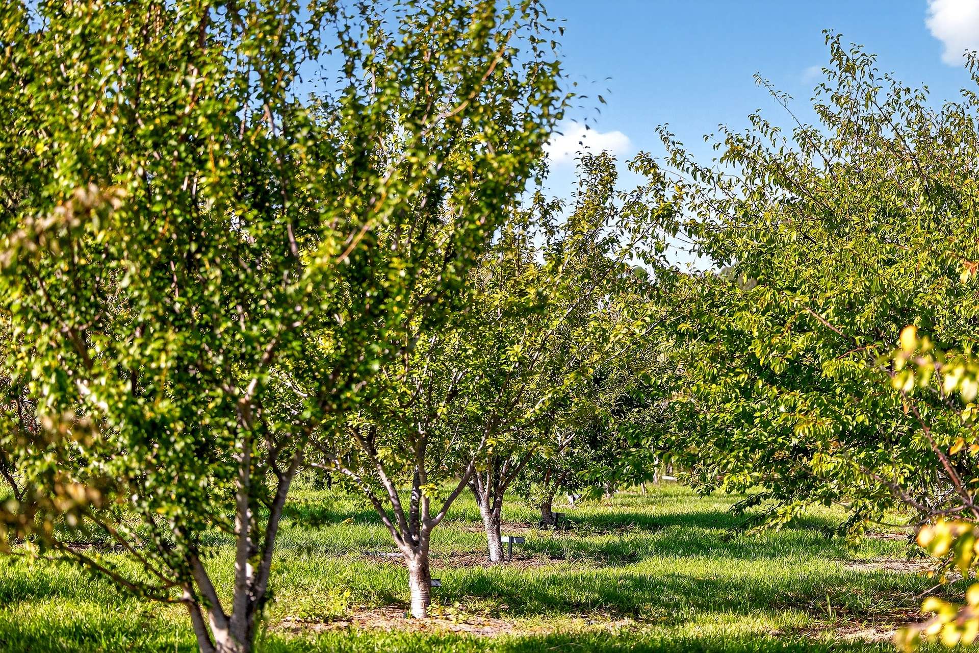 185 McNamaras Road, Sarsfield For Sale by Farmbuy.com - image 25