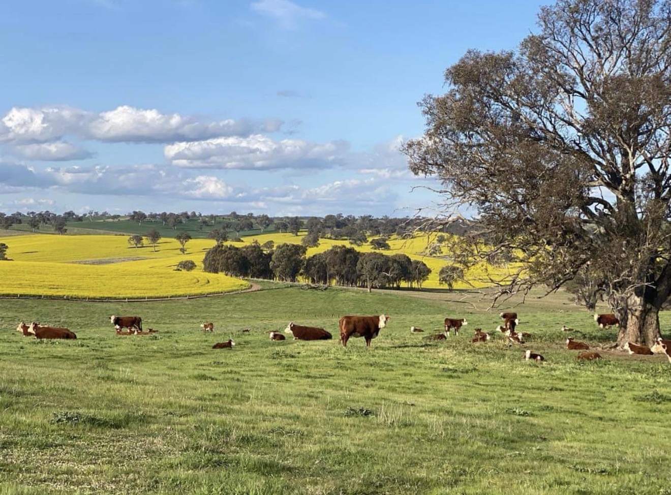 510 Kingsvale Road, Young For Sale by Farmbuy.com - image 5