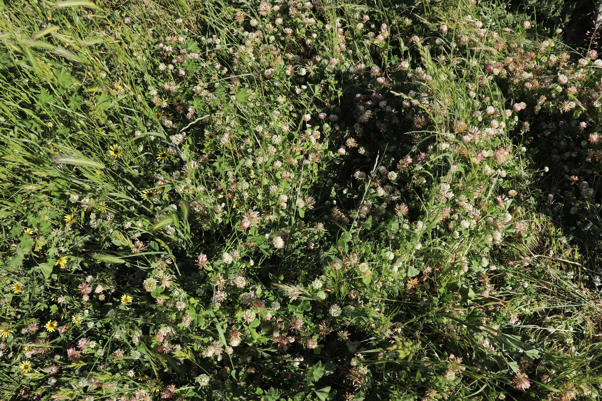 510 Kingsvale Road, Young For Sale by Farmbuy.com - image 6