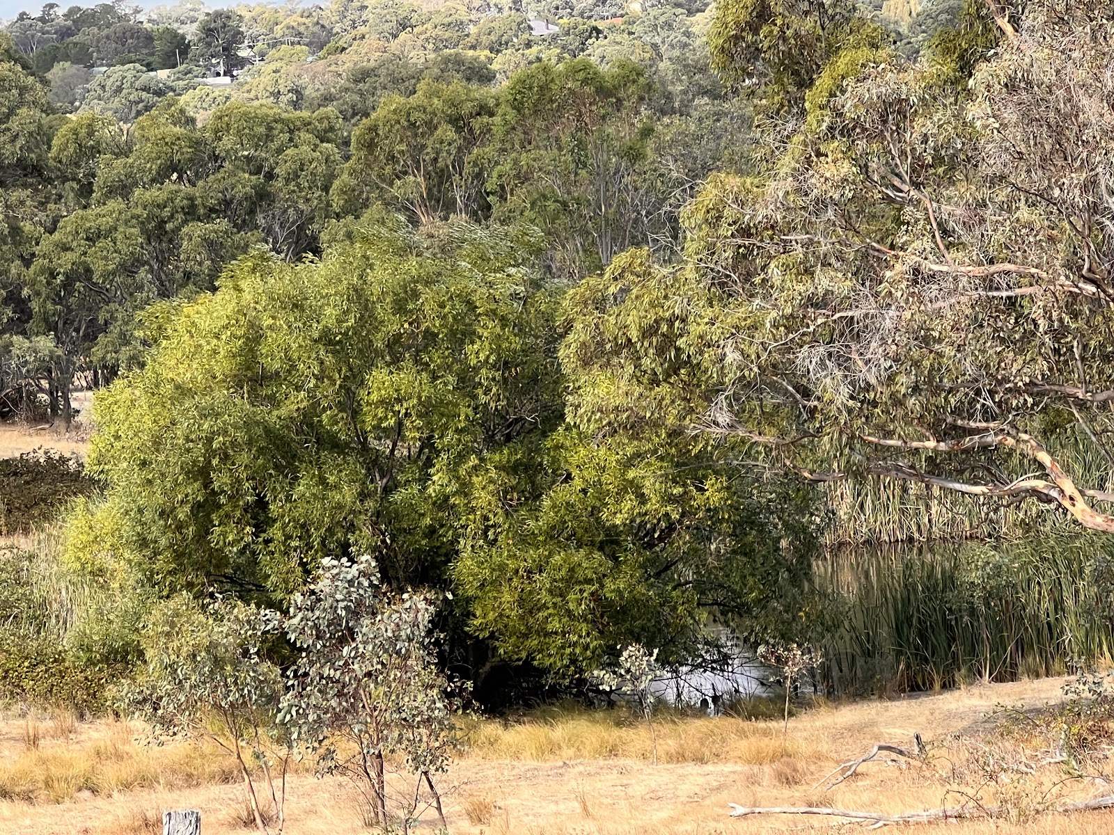 Lot 241 Hearn Street, Bigga For Sale by Farmbuy.com - image 18