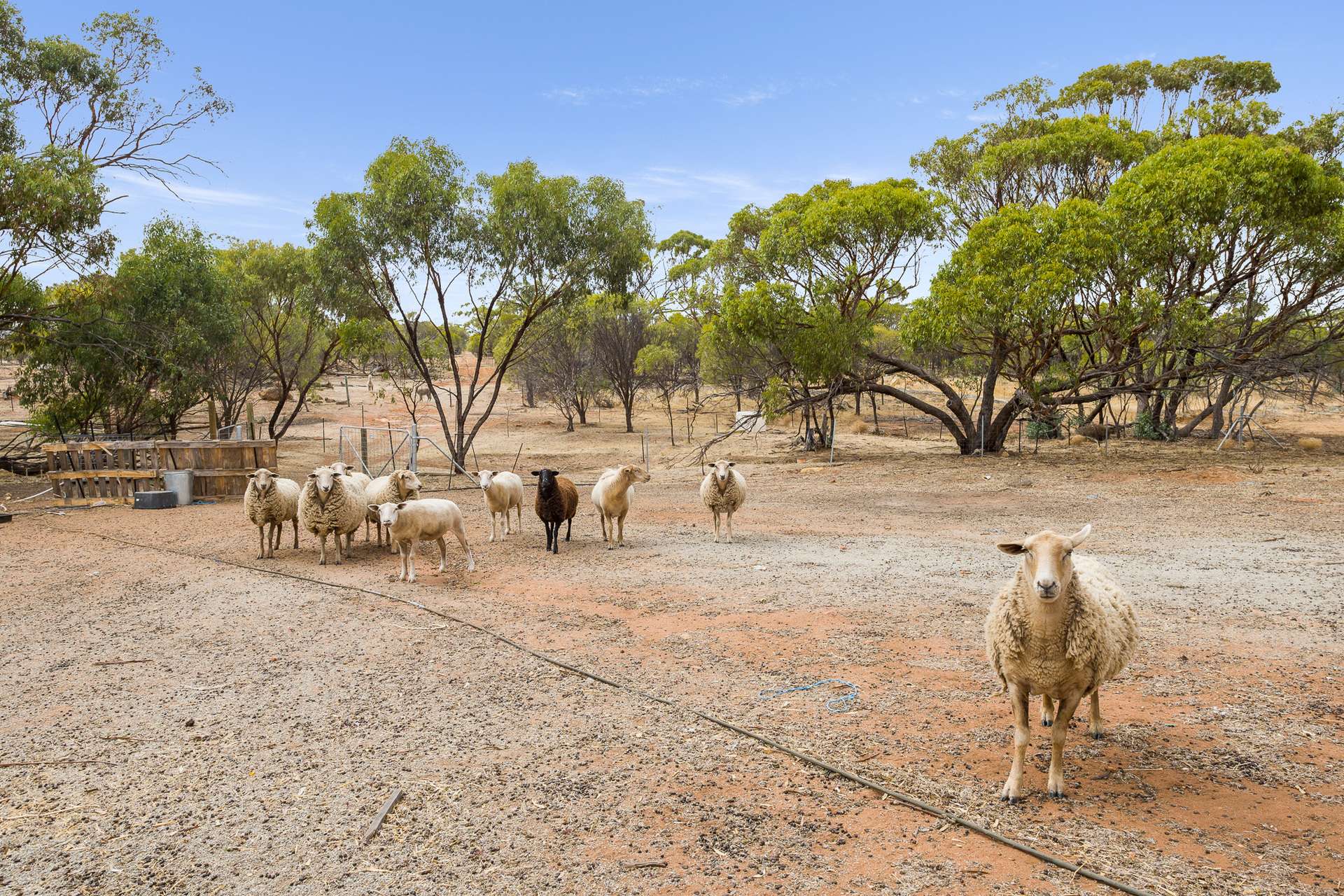 21 York Gum Drive, Goomalling For Sale by Farmbuy.com - image 24