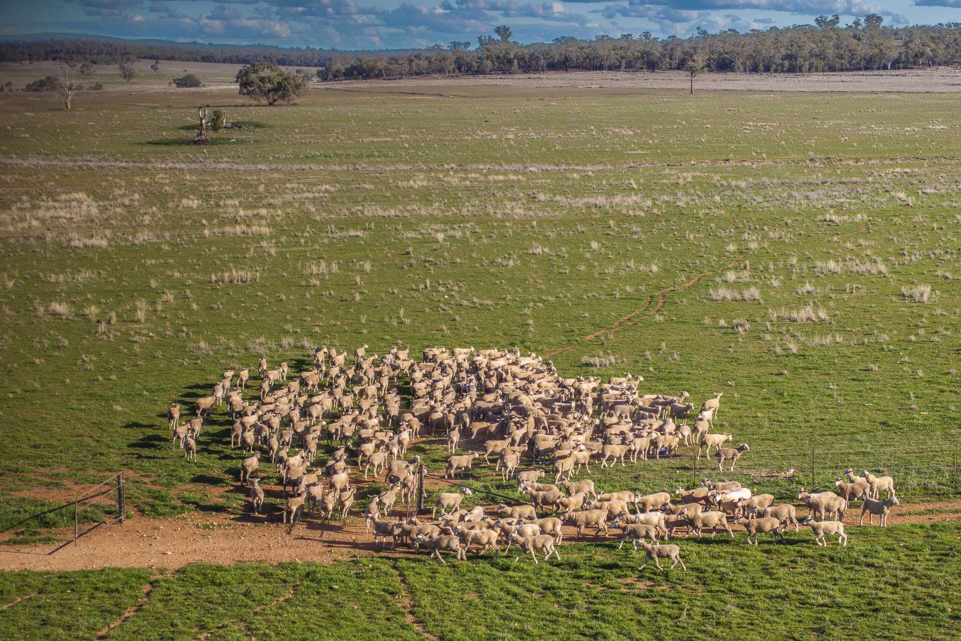 Ashford Heath 47 Adios Lane, Bogan Gate For Sale by Farmbuy.com - image 21