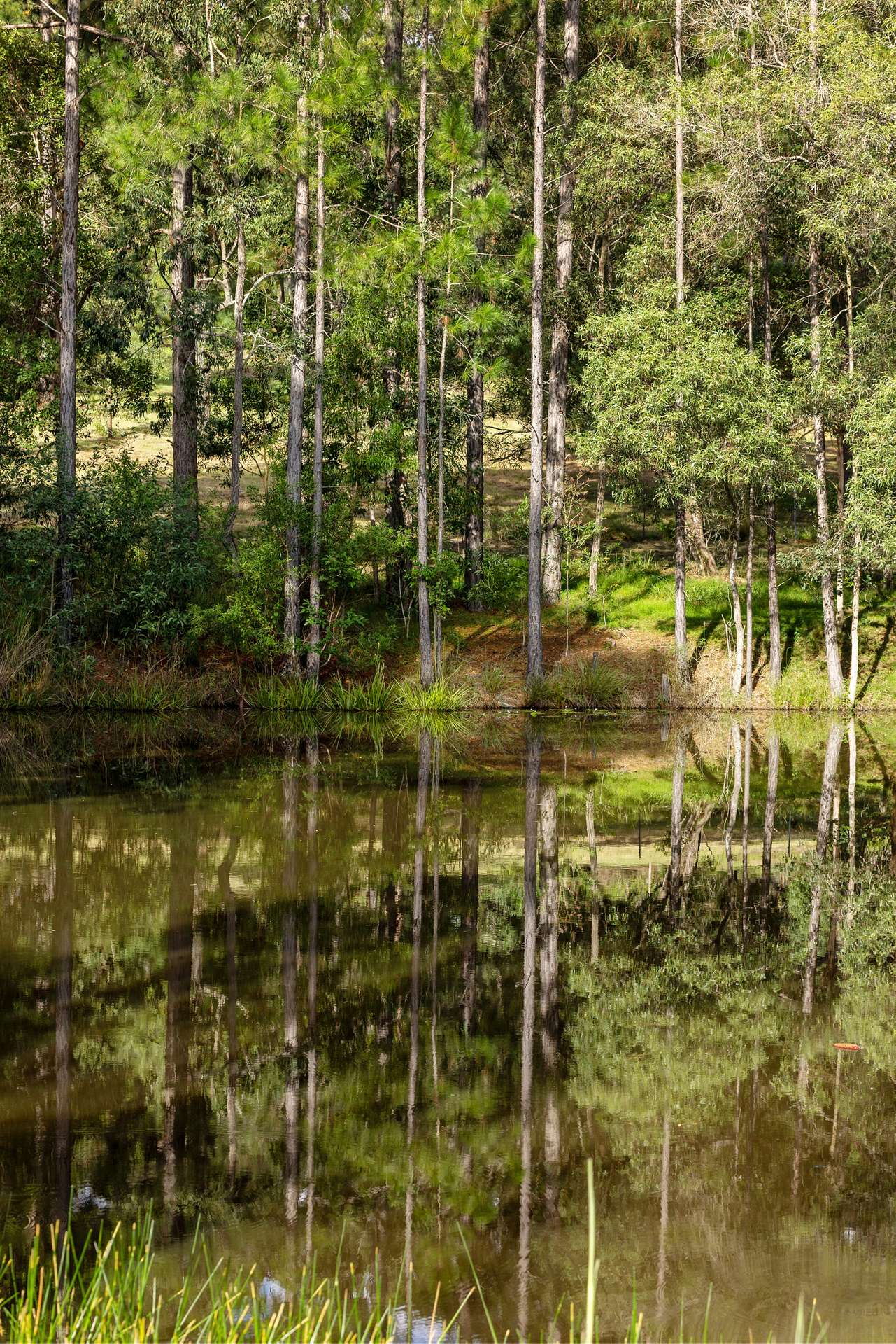 62 Old Mill Road, Carters Ridge For Sale by Farmbuy.com - image 23