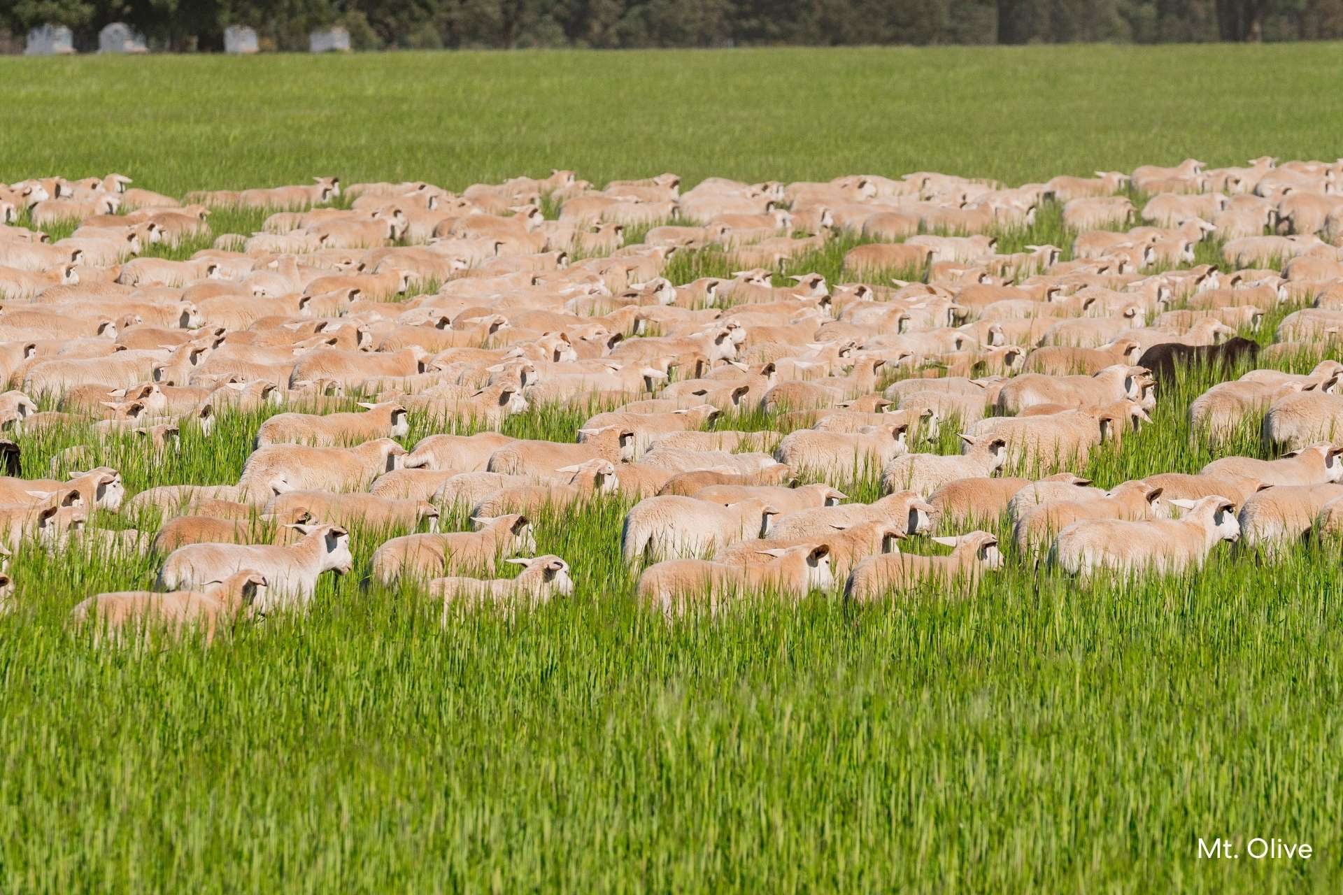 Kamarah Road, Narrandera For Sale by Farmbuy.com - image 2