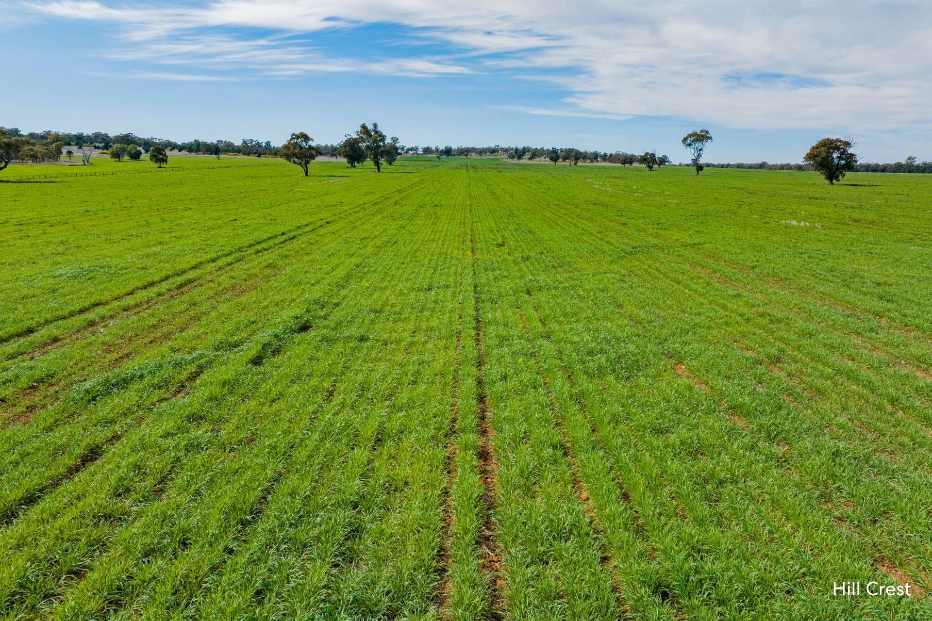 Kamarah Road, Narrandera For Sale by Farmbuy.com - image 8