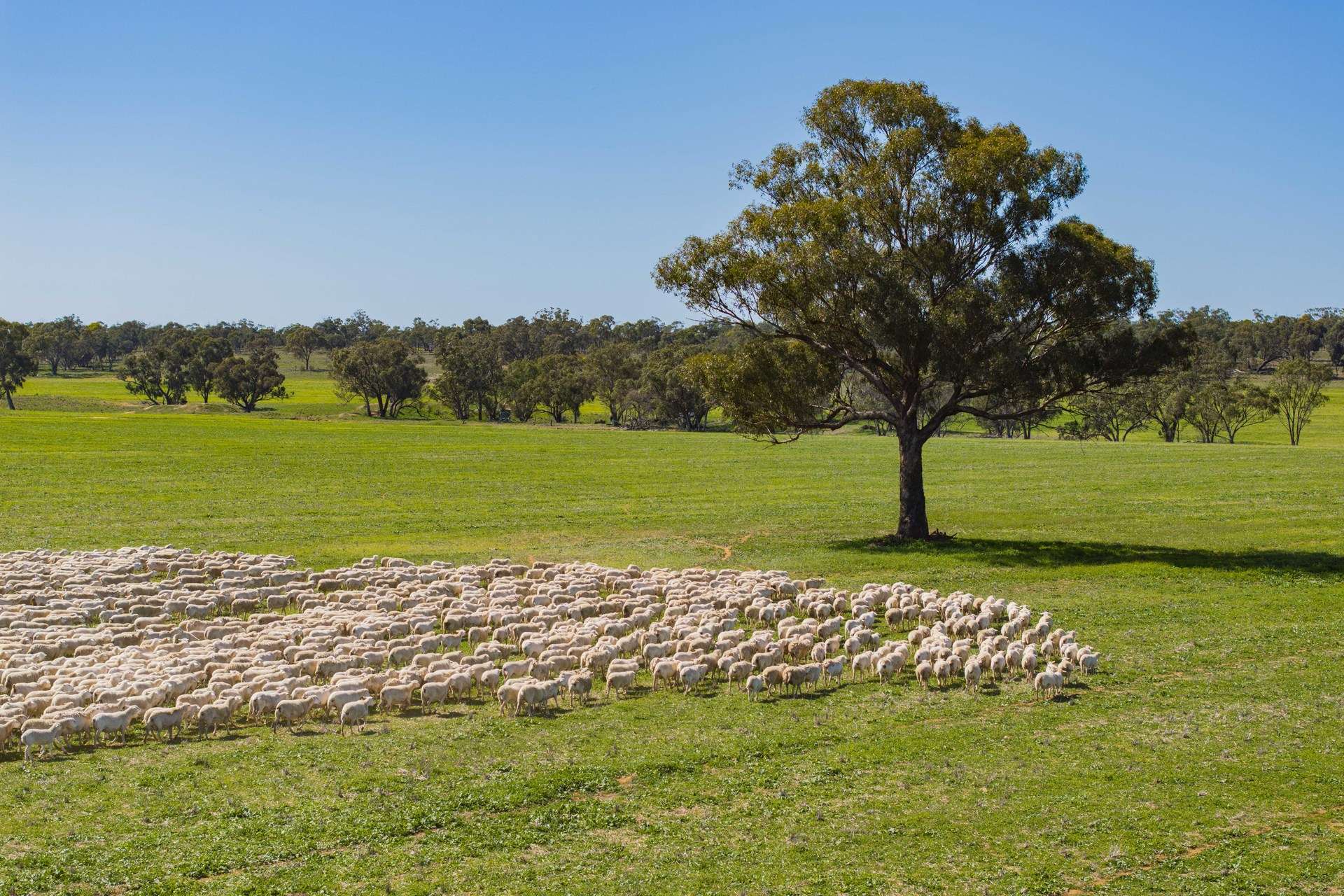 Kamarah Road, Narrandera For Sale by Farmbuy.com - image 34