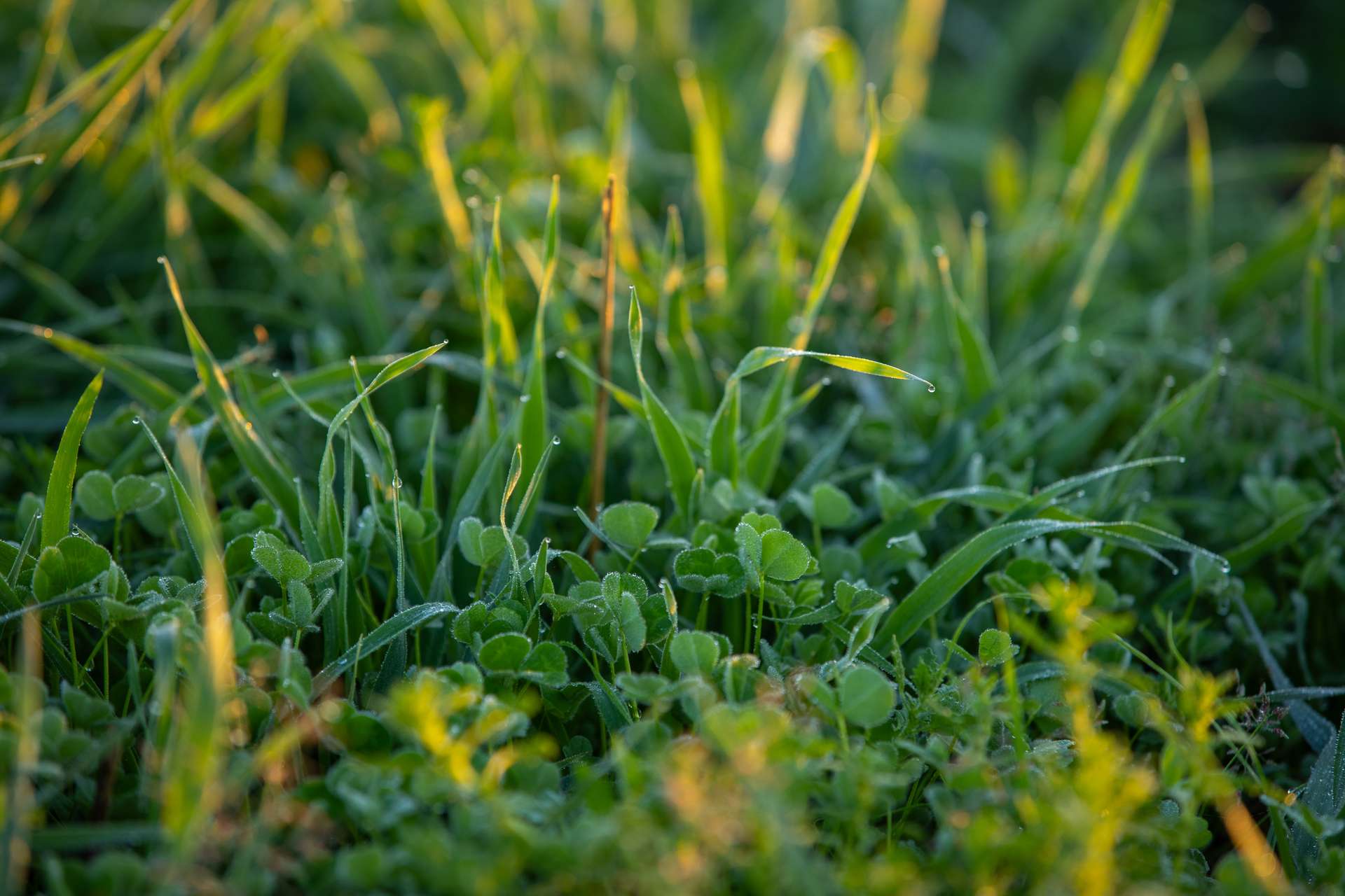 1948 Coach Road, Morven For Sale by Farmbuy.com - image 24