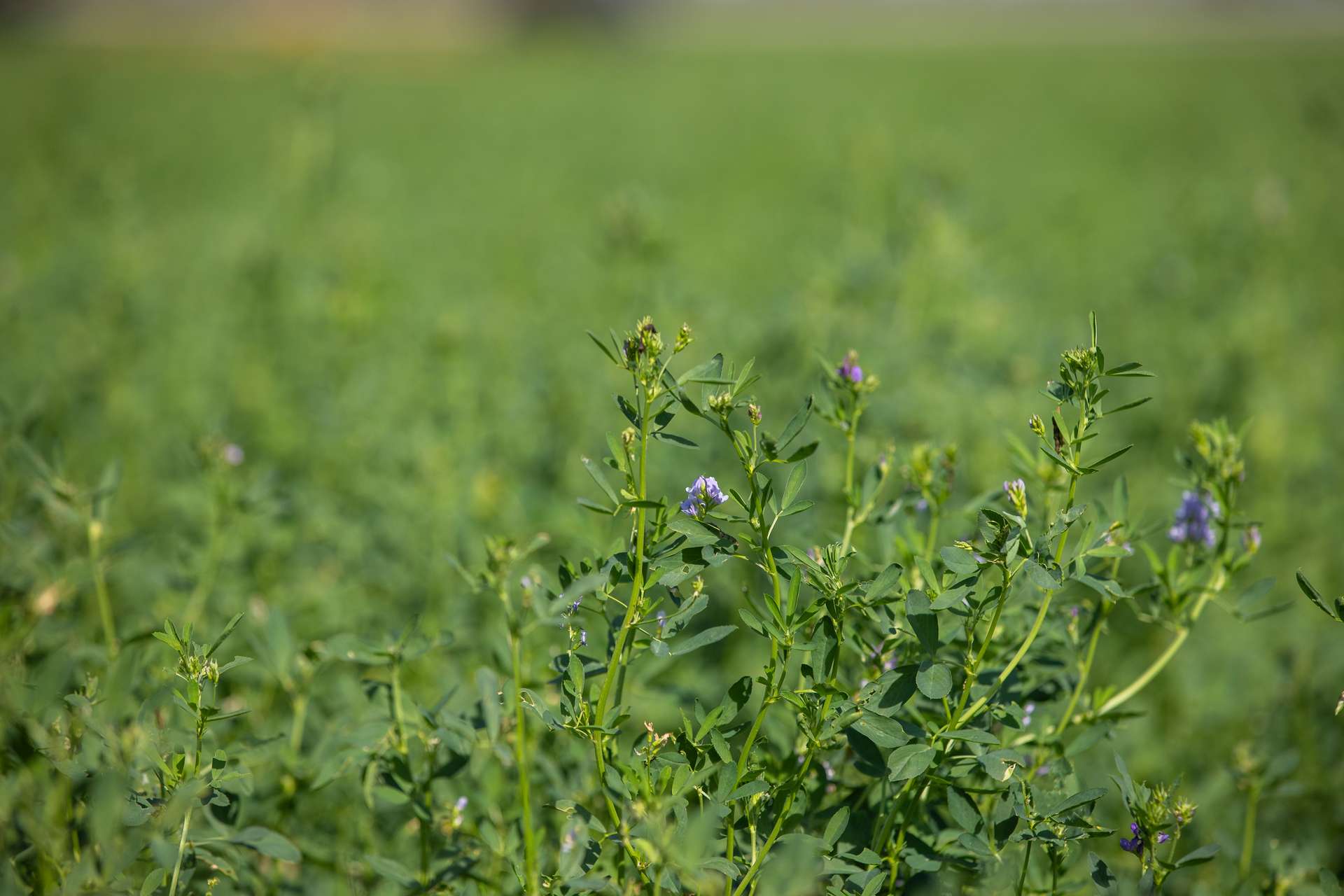 1948 Coach Road, Morven For Sale by Farmbuy.com - image 9