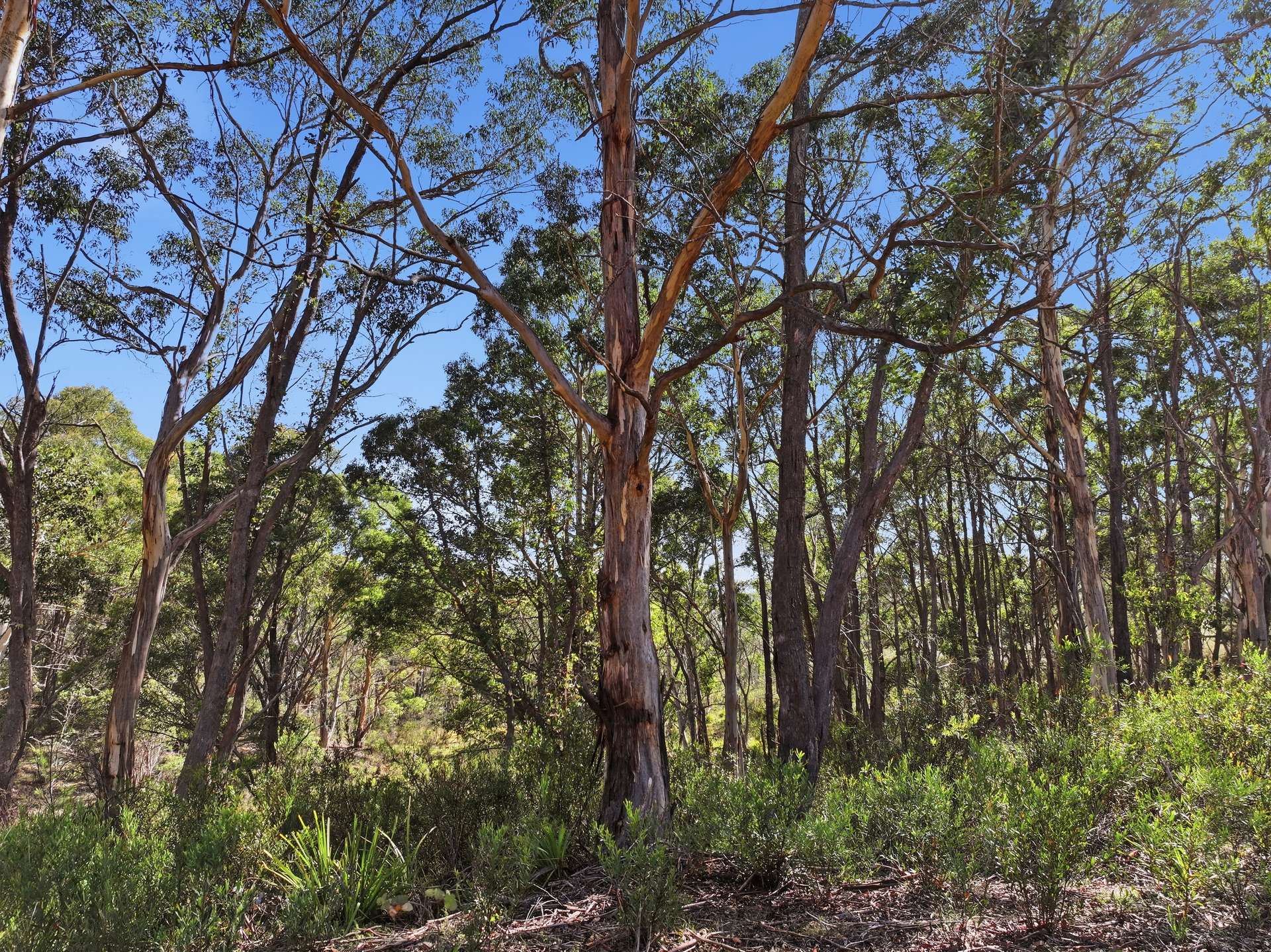 329 Charleys Forest Road, Braidwood For Sale by Farmbuy.com - image 14