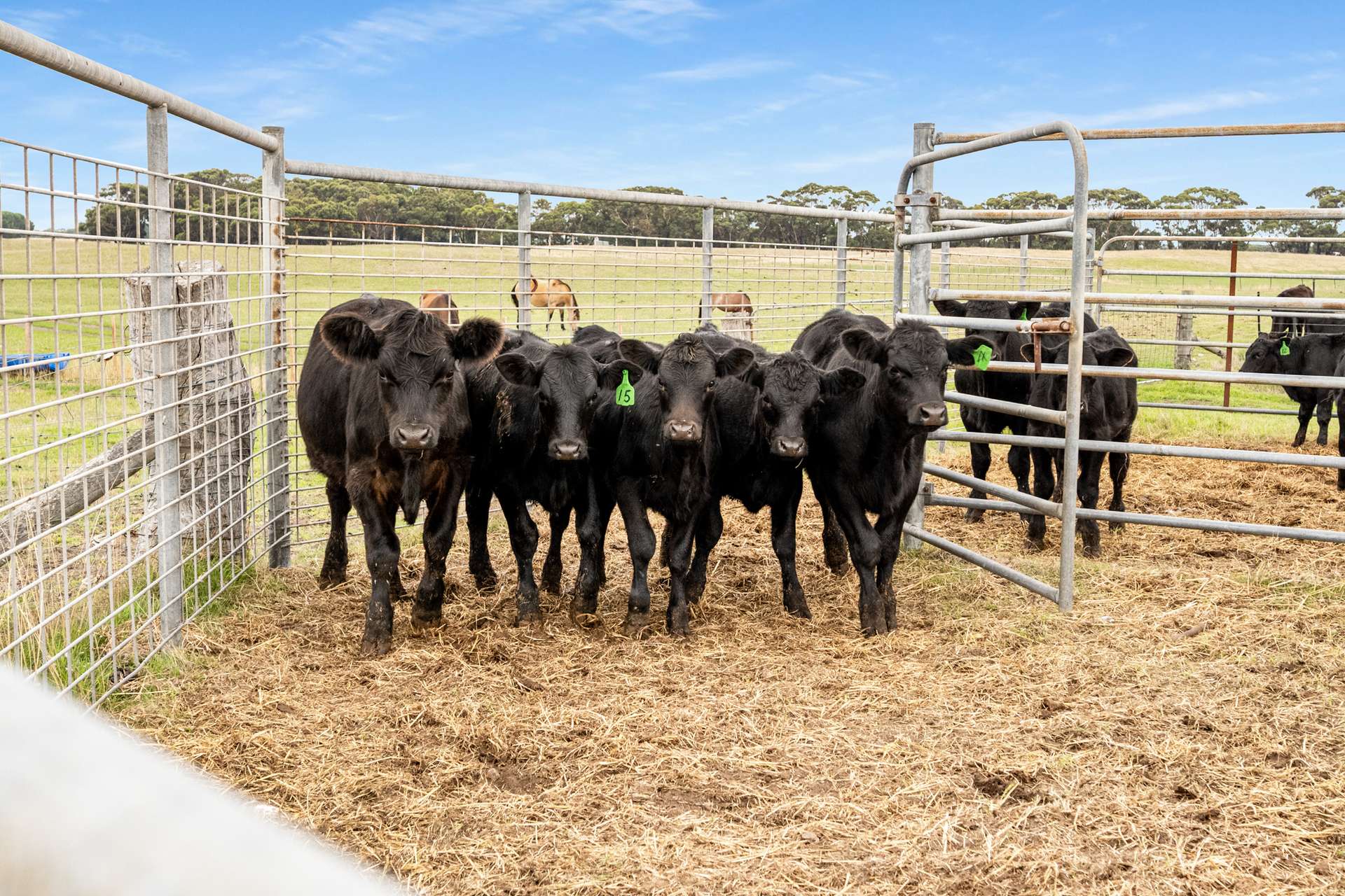 4437 Southern Ports Highway, Robe For Sale by Farmbuy.com - image 32