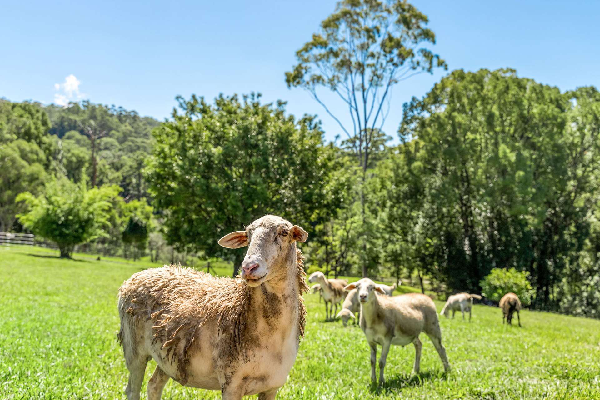 61 Tallowood Road, Lillian Rock For Sale by Farmbuy.com - image 33