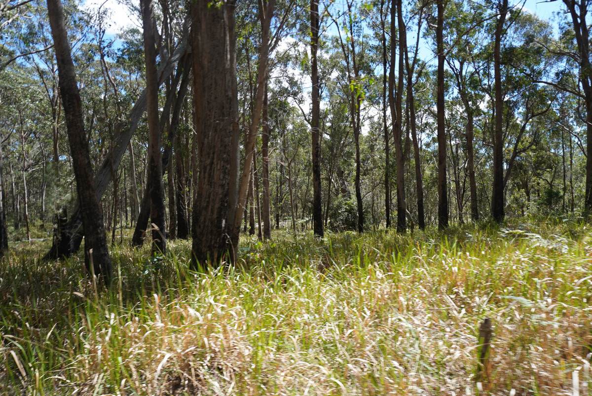 1293 Mount Lindesay Road, Tenterfield For Sale by Farmbuy.com - image 35