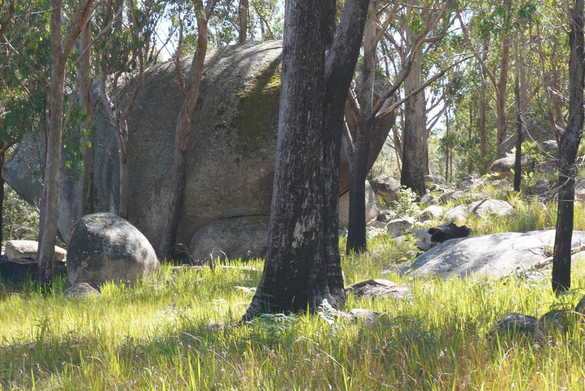 1293 Mount Lindesay Road, Tenterfield For Sale by Farmbuy.com - image 25