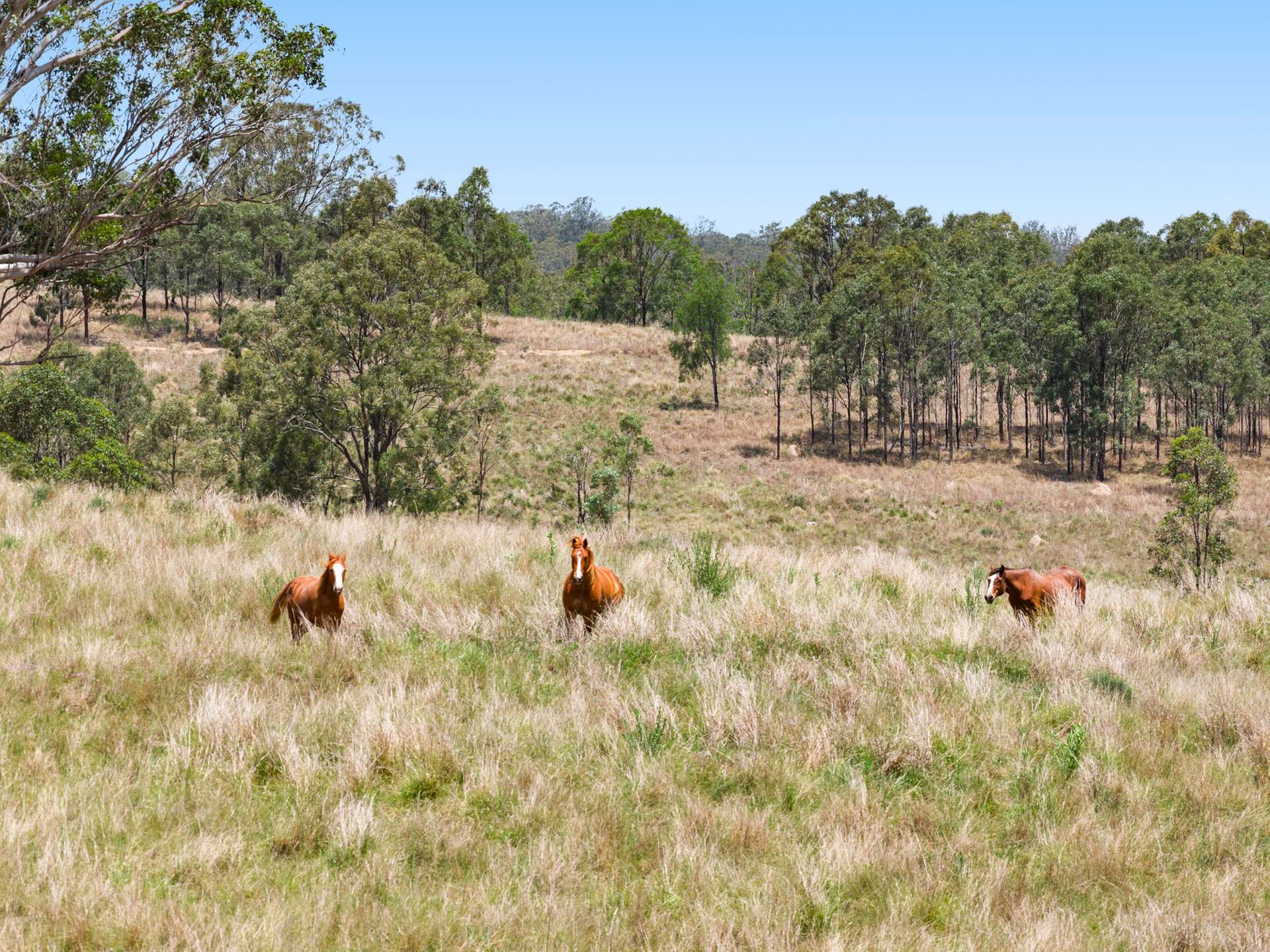 160 Rocky Gully Road, Crows Nest For Sale by Farmbuy.com - image 32