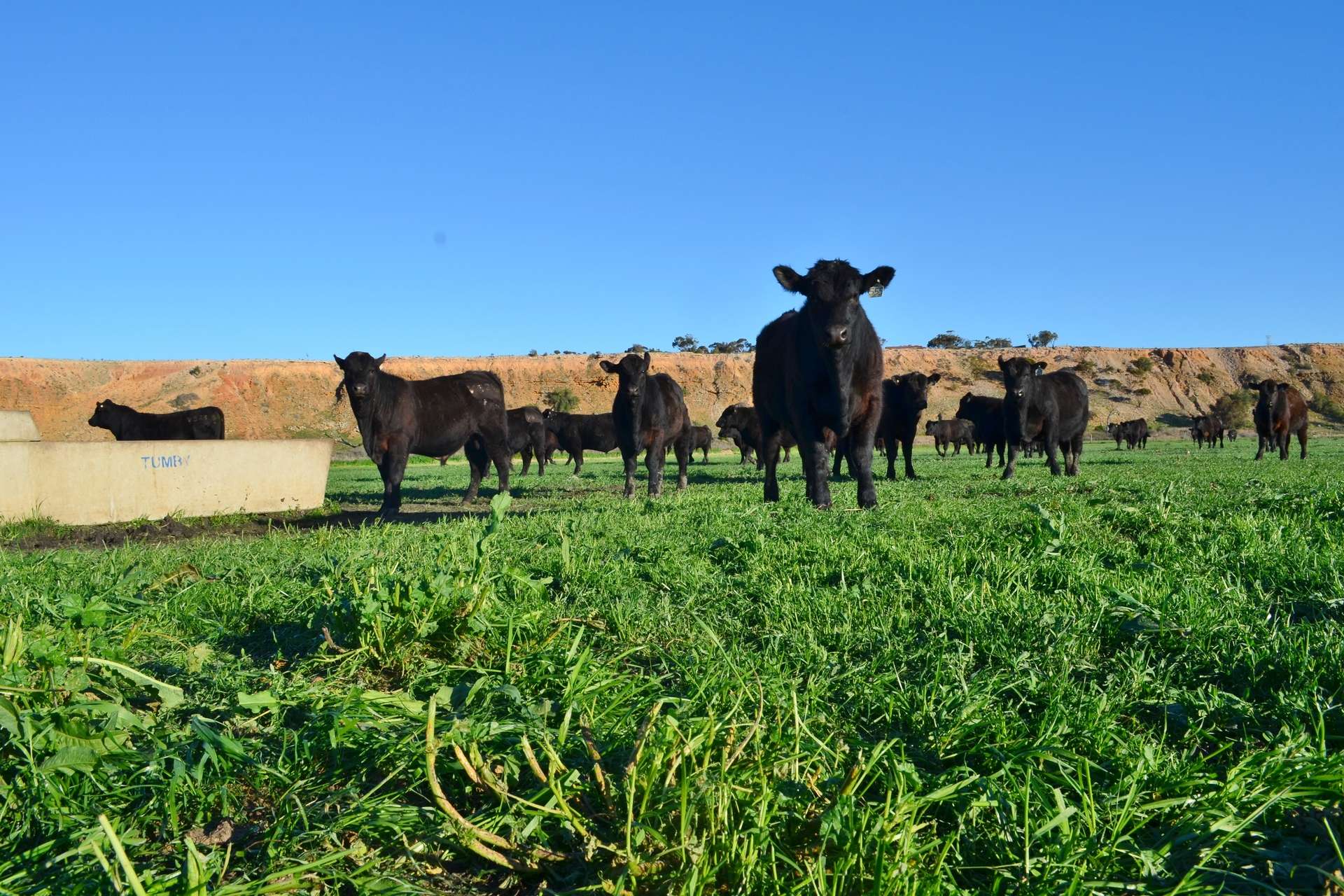 291 Murrawong Road, Murray Bridge For Sale by Farmbuy.com - image 5