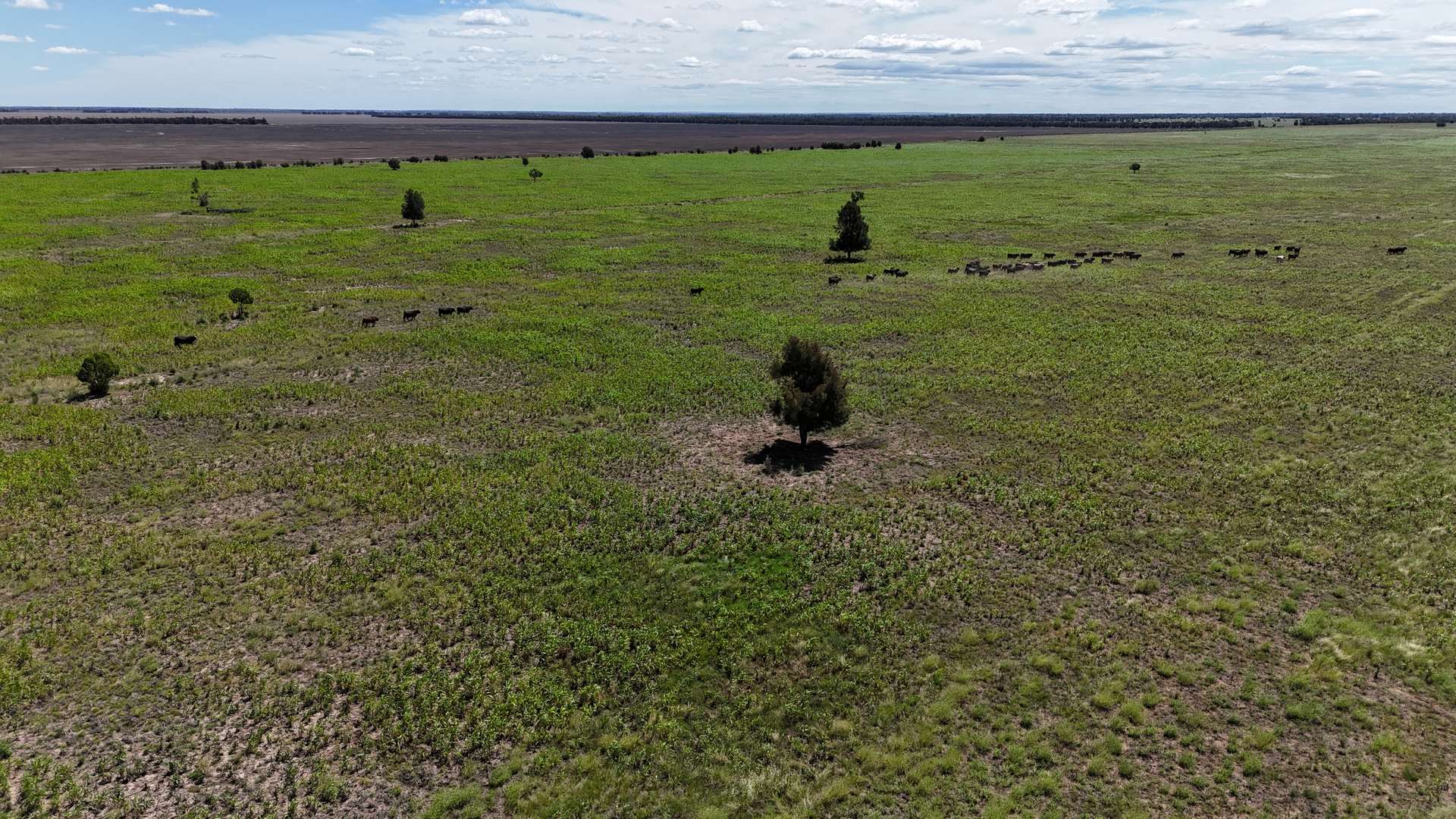 Lot 65 Elerslea Lane, Condamine Auction by Farmbuy.com - image 3