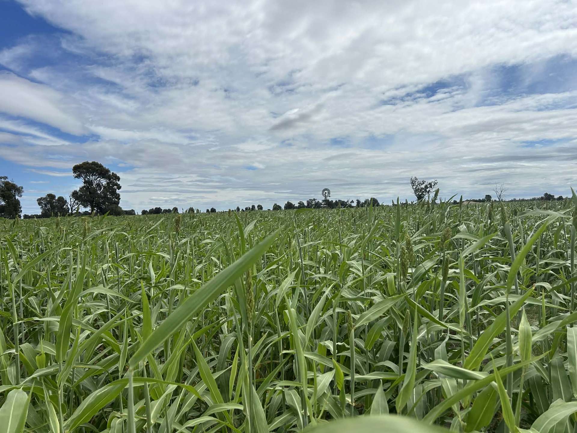 Lot 65 Elerslea Lane, Condamine Auction by Farmbuy.com - image 10