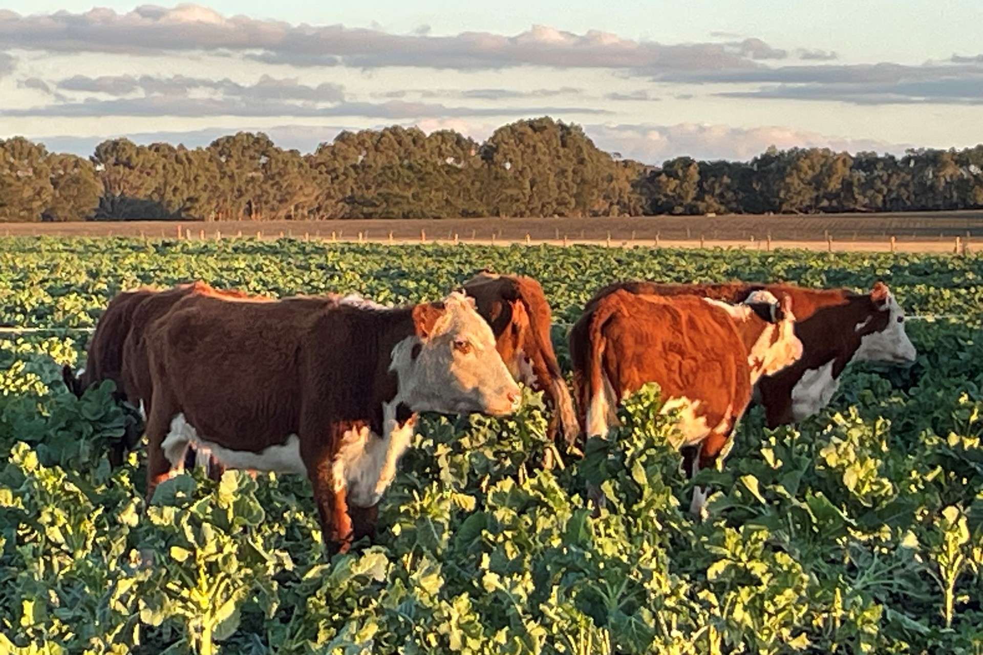 1621 Mount Napier Road, Gazette For Sale by Farmbuy.com - image 35