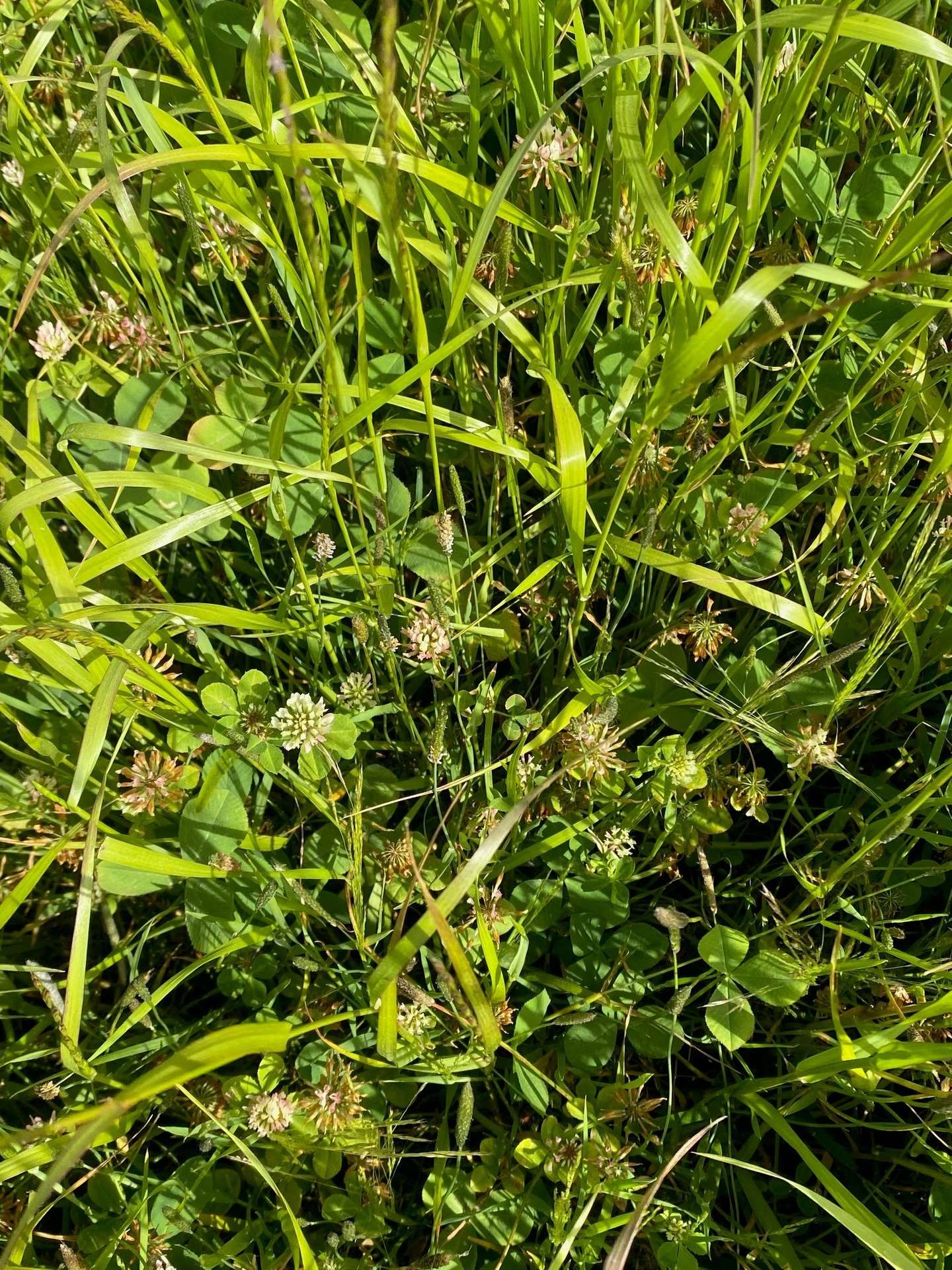 1621 Mount Napier Road, Gazette For Sale by Farmbuy.com - image 34