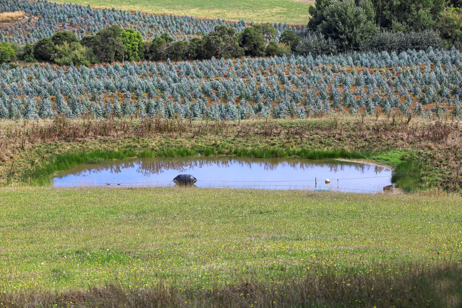 900 Williams Road, Scotts Creek For Sale by Farmbuy.com - image 21