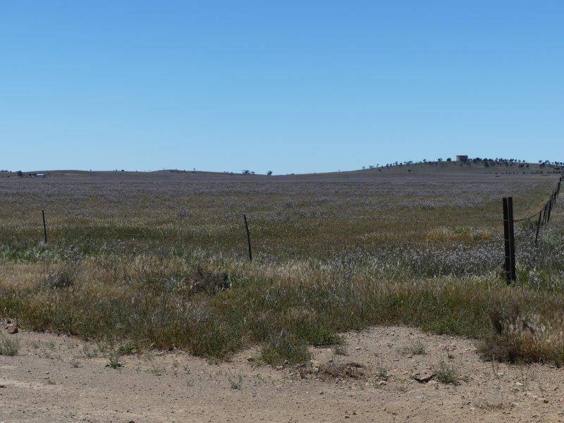 Yongala Vale & Malycha Road, Peterborough For Sale by Farmbuy.com - image 10