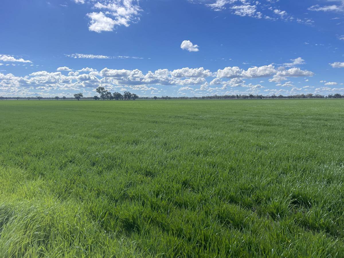 'Trenayr' & 'Nanima' 2022 Terry Hie Hie Road, Moree Auction by Farmbuy.com - image 7
