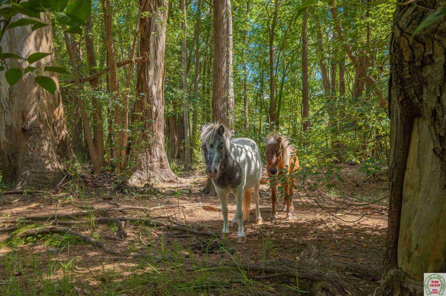 124-136 Eel Creek Road, Southside For Sale by Farmbuy.com - image 25