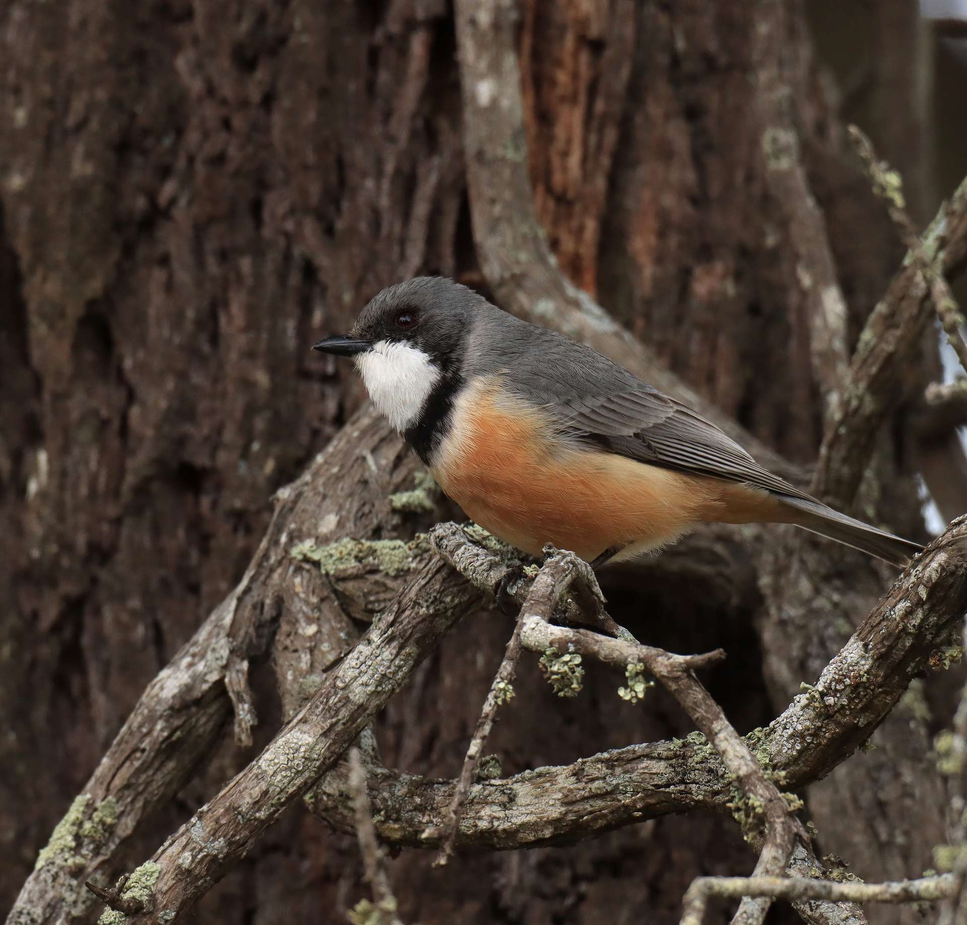 Lot 2 Mitre Road, Nurcoung For Sale by Farmbuy.com - image 8