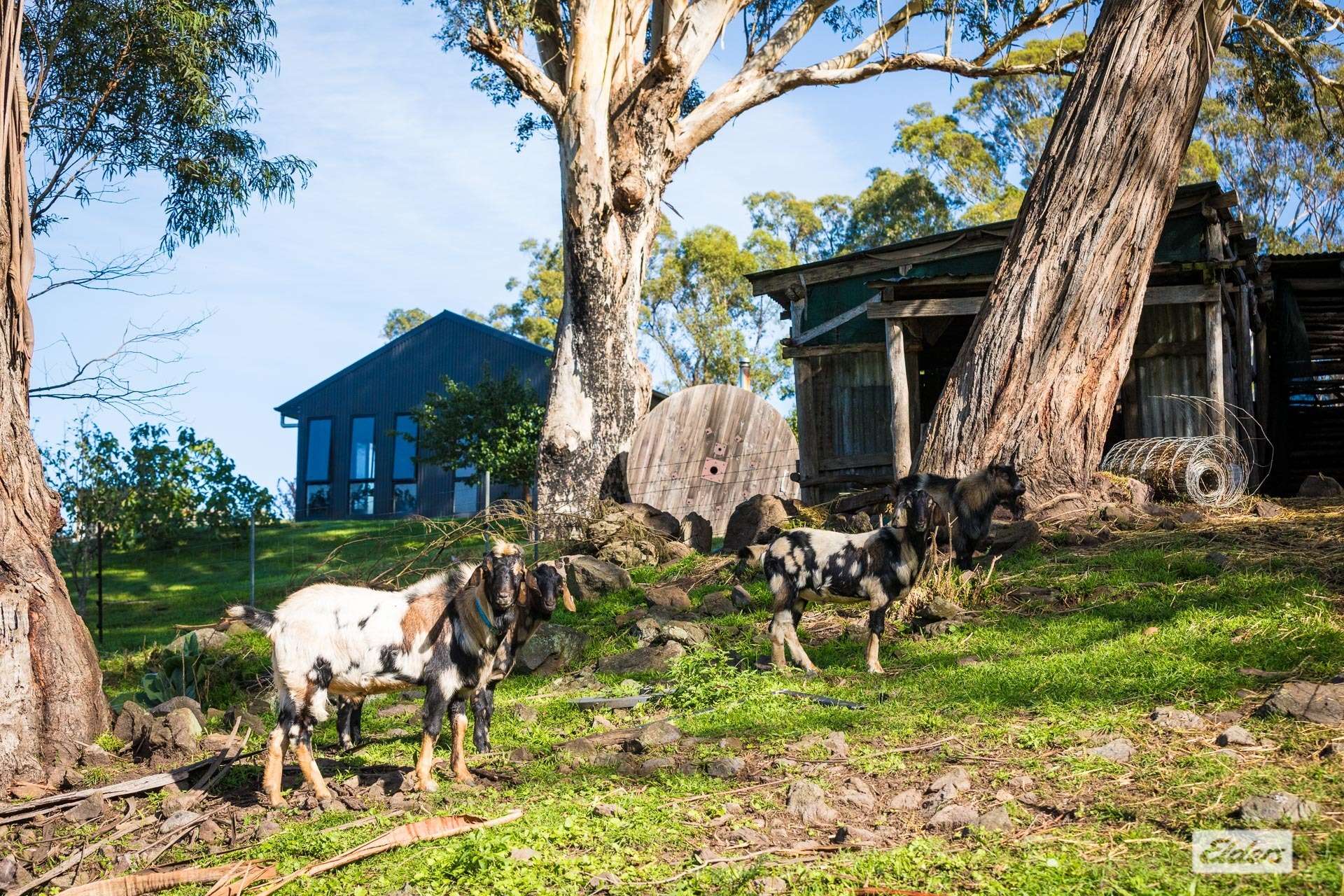 613 New Buildings Road, Wyndham For Sale by Farmbuy.com - image 35