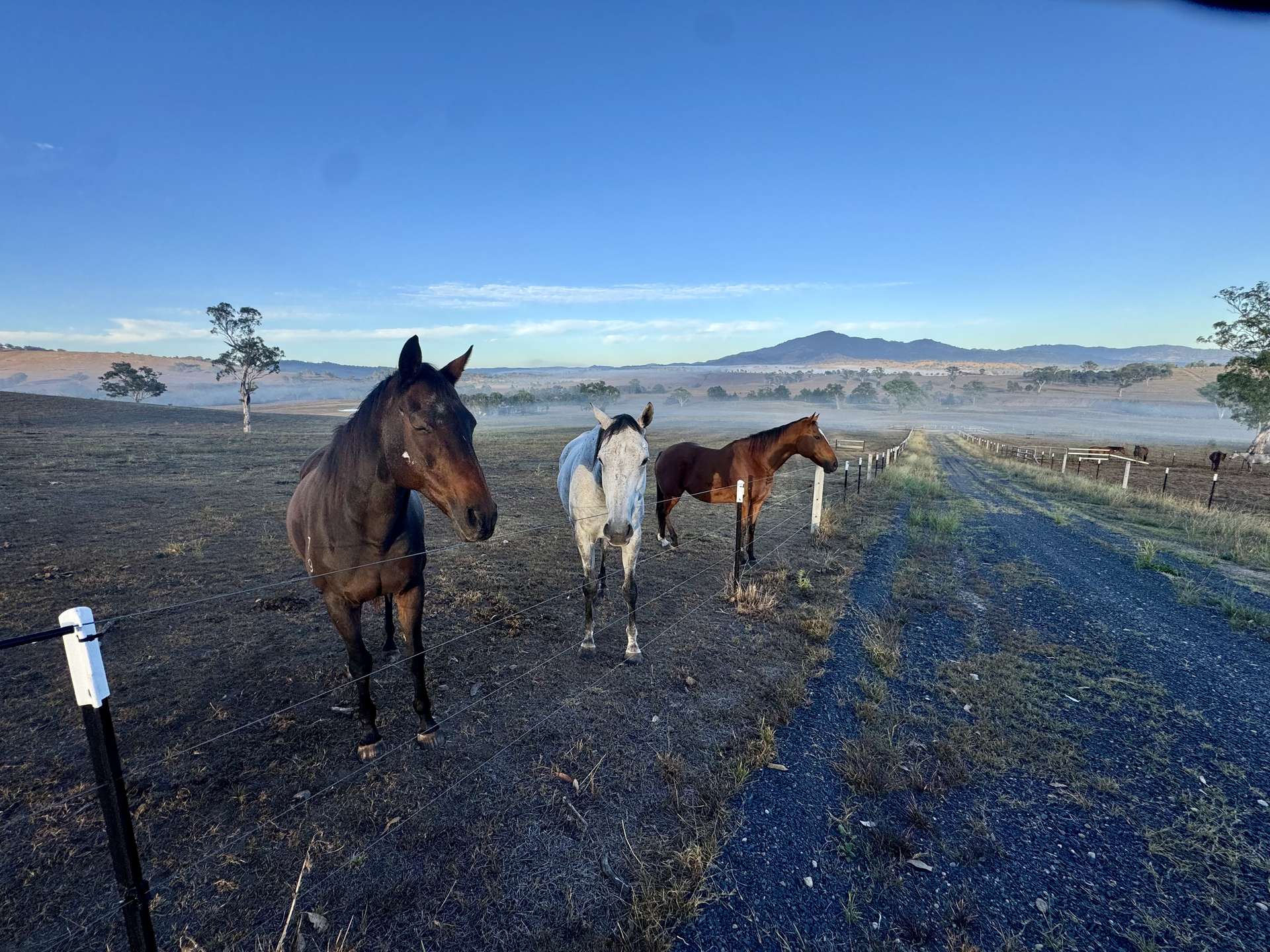 "Brentwood Park" 80 Sandy Creek Road, Blandford For Sale by Farmbuy.com - image 10