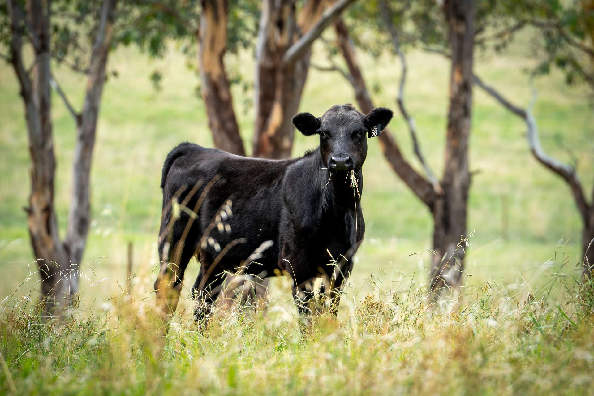 34 Mandurama Road, Mandurama Auction by Farmbuy.com - image 17