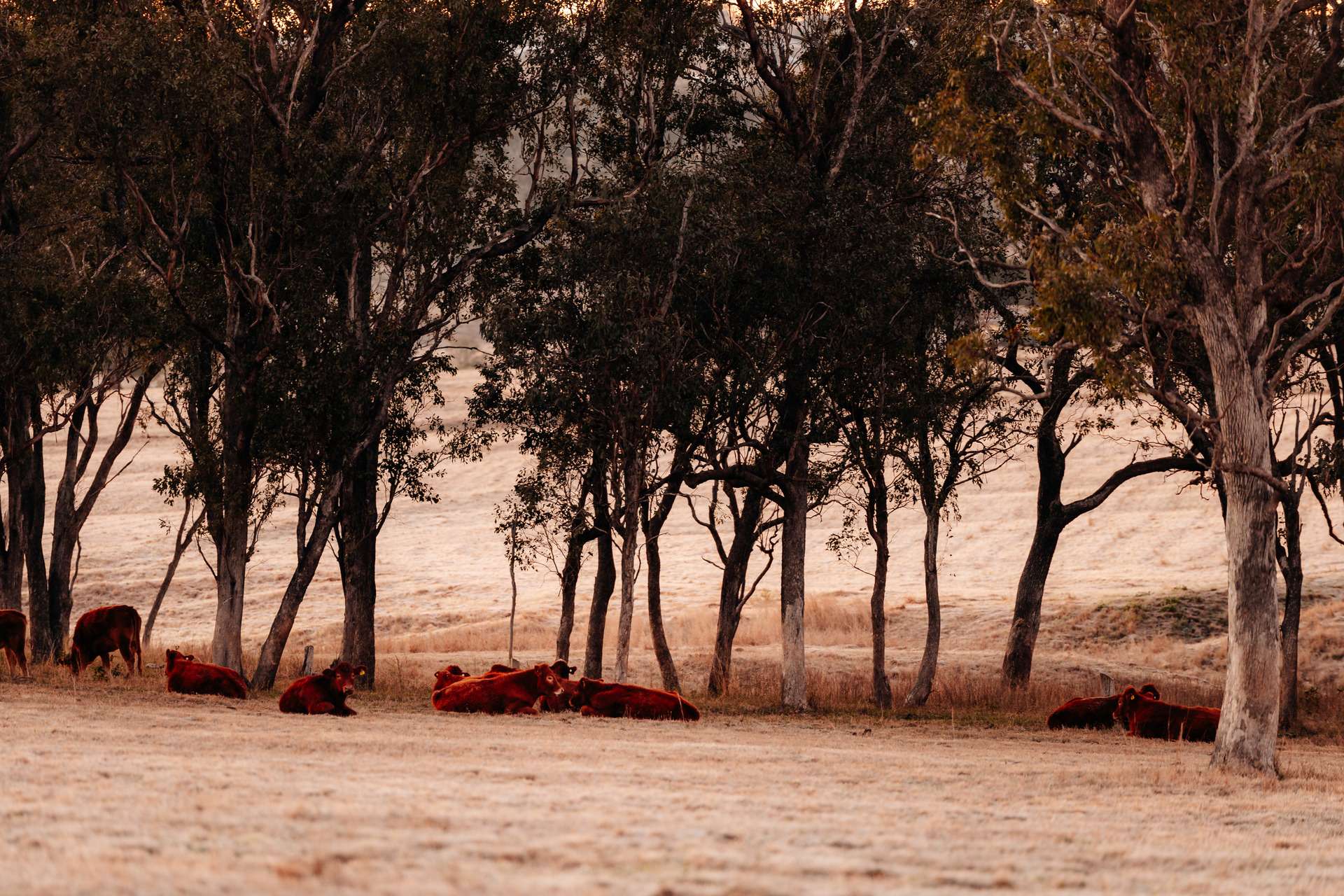 Lot 2, 20 Peters Road, Meringandan West Sold by Farmbuy.com - image 5