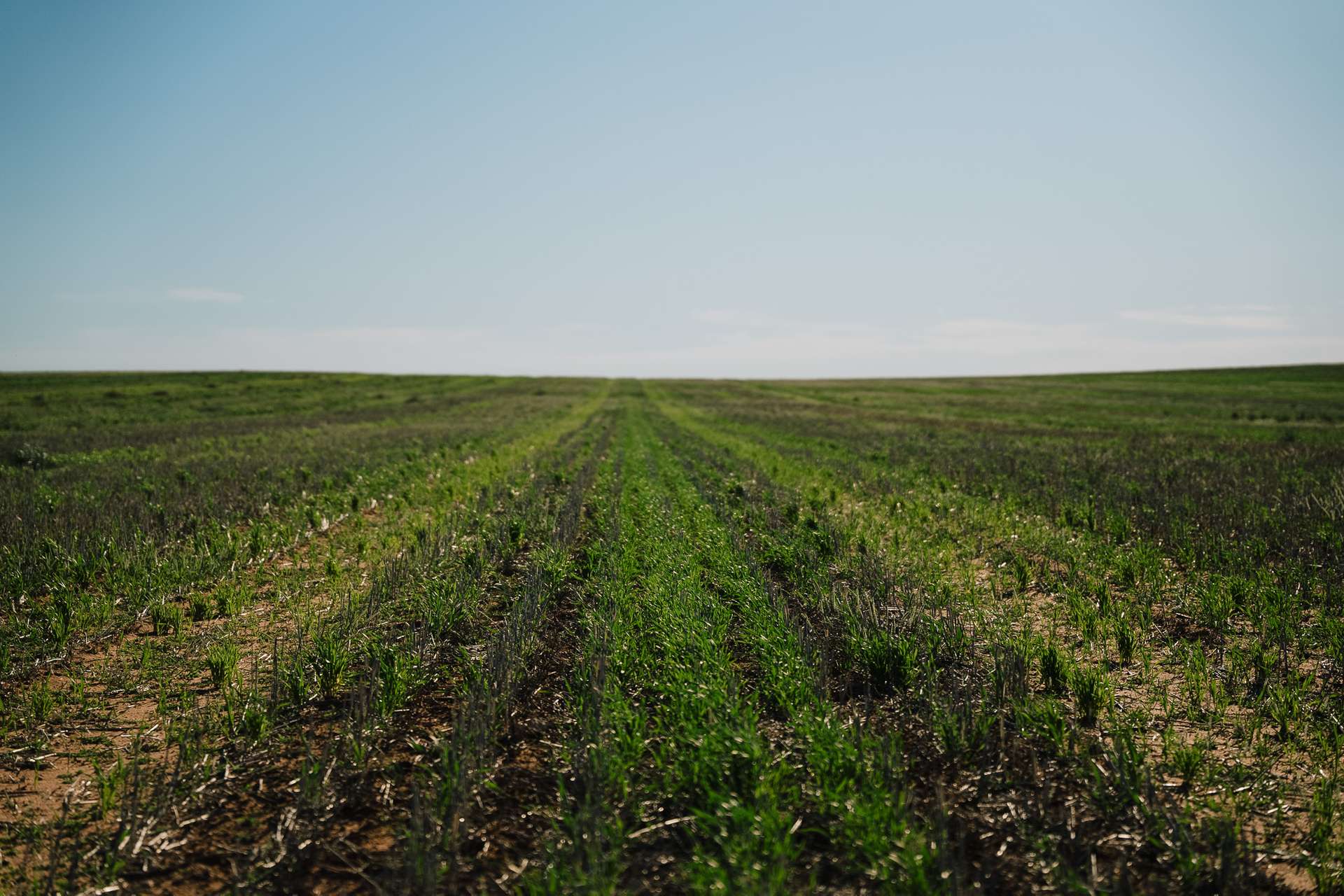 Stirlings, Pompies & Town, Loxton For Sale by Farmbuy.com - image 5