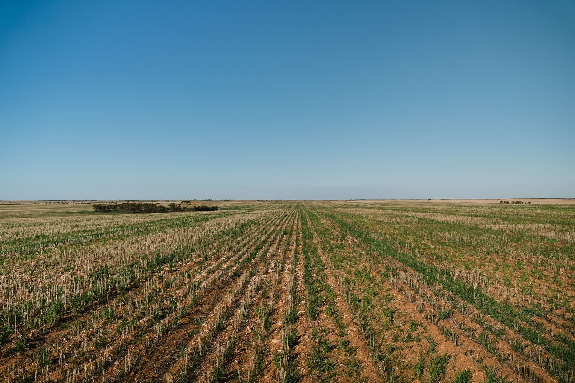 Stirlings, Pompies & Town, Loxton For Sale by Farmbuy.com - image 6